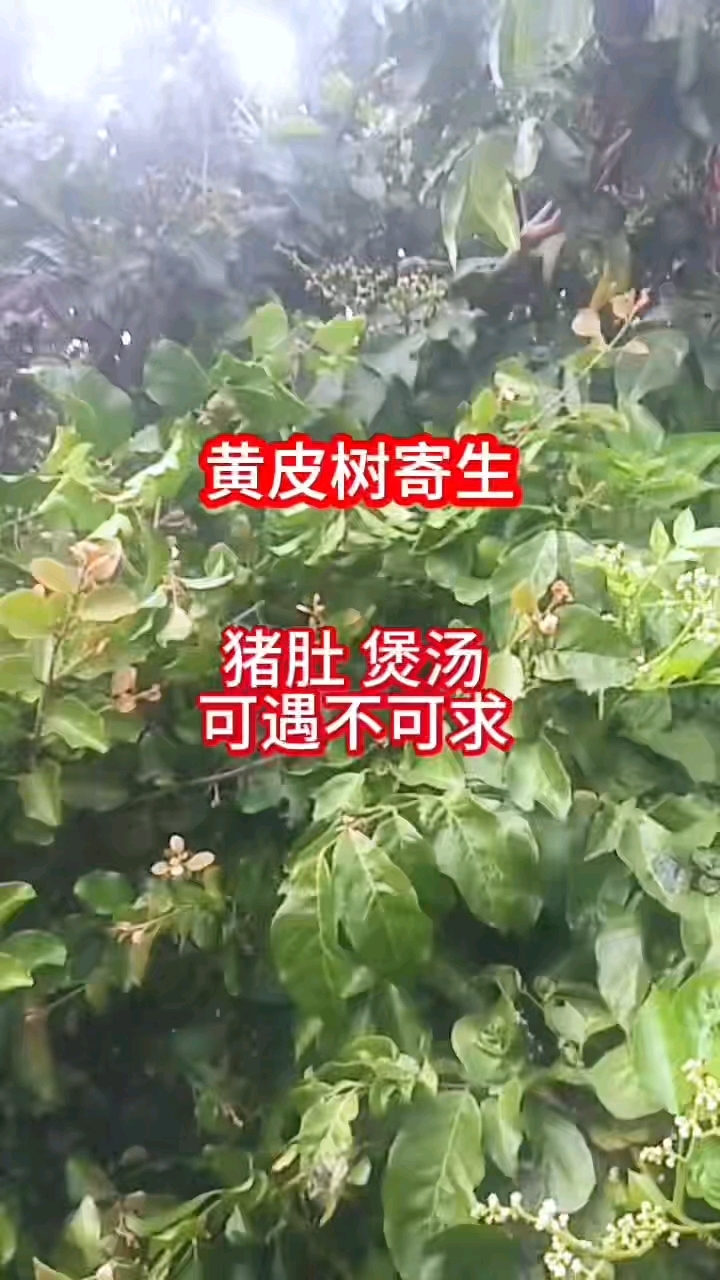 护胃专家黄皮寄生猪肚汤 野生药材