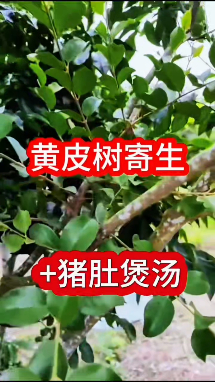 黄皮寄生茶加猪肚煲汤,对胃有好处 大自然的馈赠 中药材
