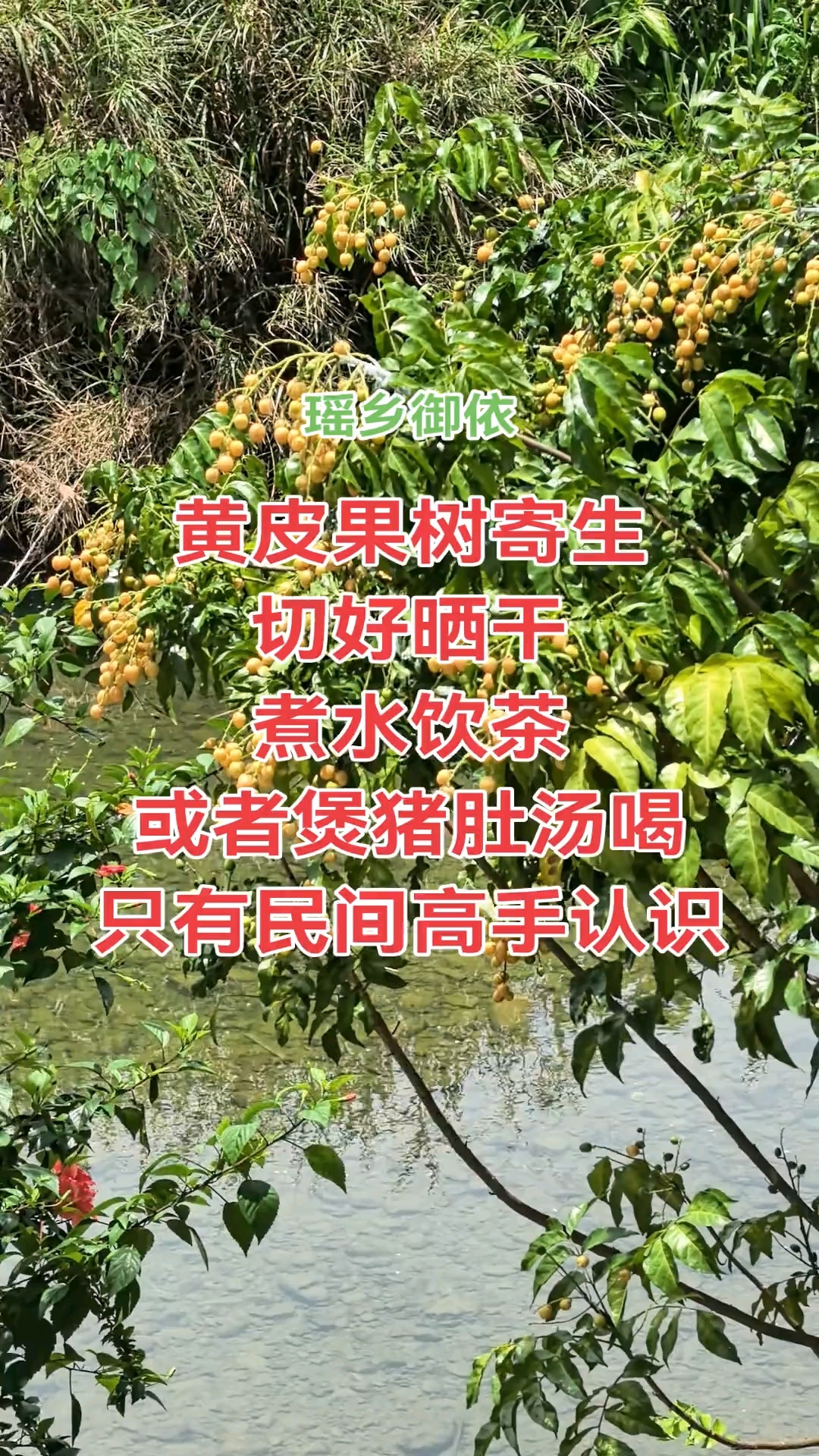 黄皮树寄生的好处,只有农村人知道 #黄皮树寄生 #黄皮果寄生