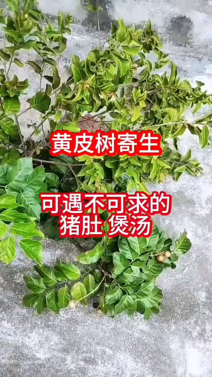 暖胃好汤黄皮寄生猪肚汤 野生药材