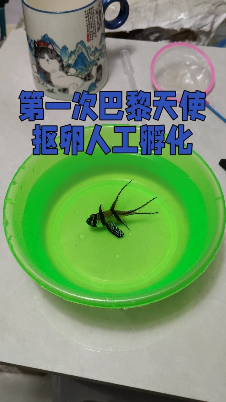 巴黎天使鱼卵人工孵化实录