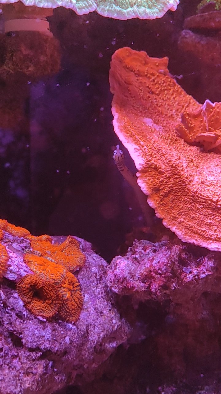 趴趴龙,海水鱼挺好养的
