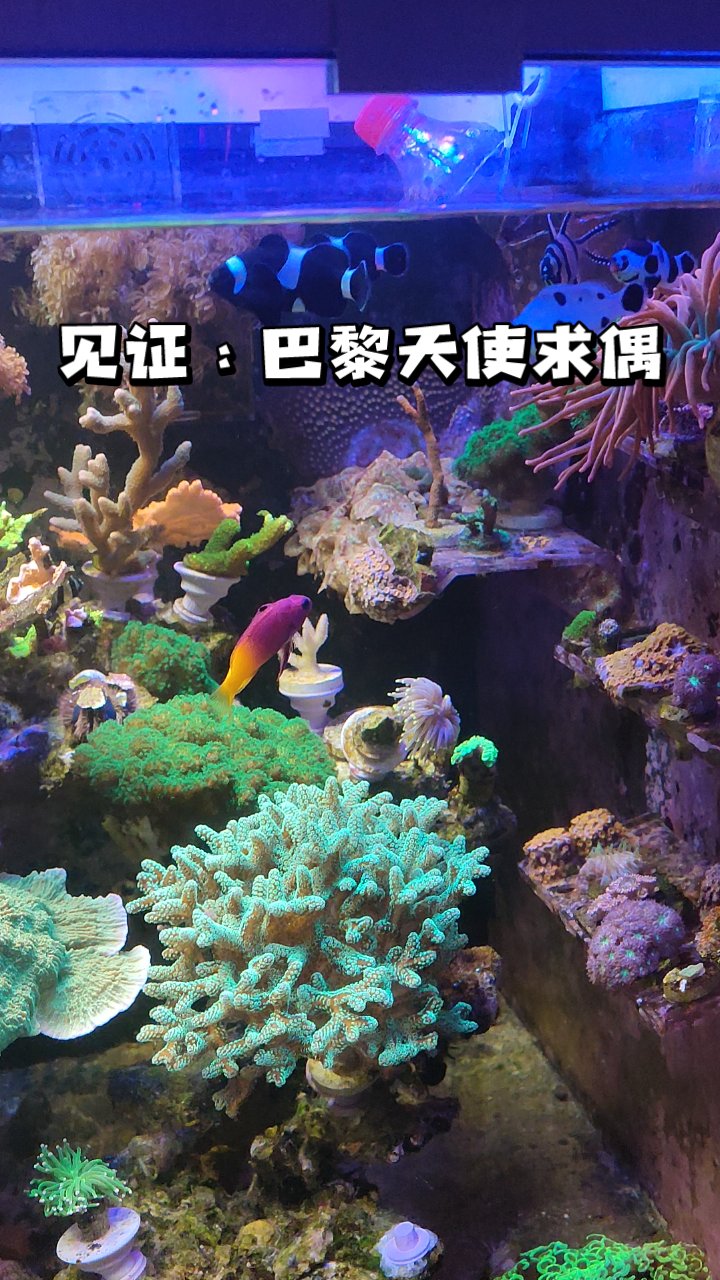 见证:巴黎天使求偶