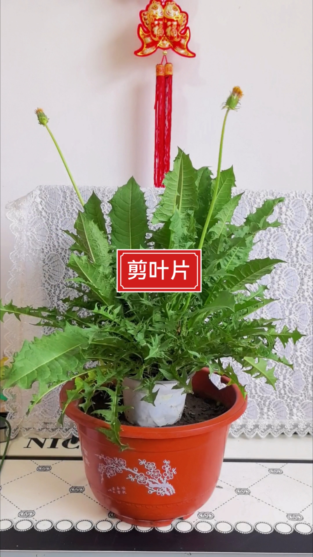 蒲公英叶子别扔，剪下来炒鸡蛋，鲜香下饭 #榜单冲锋赛#