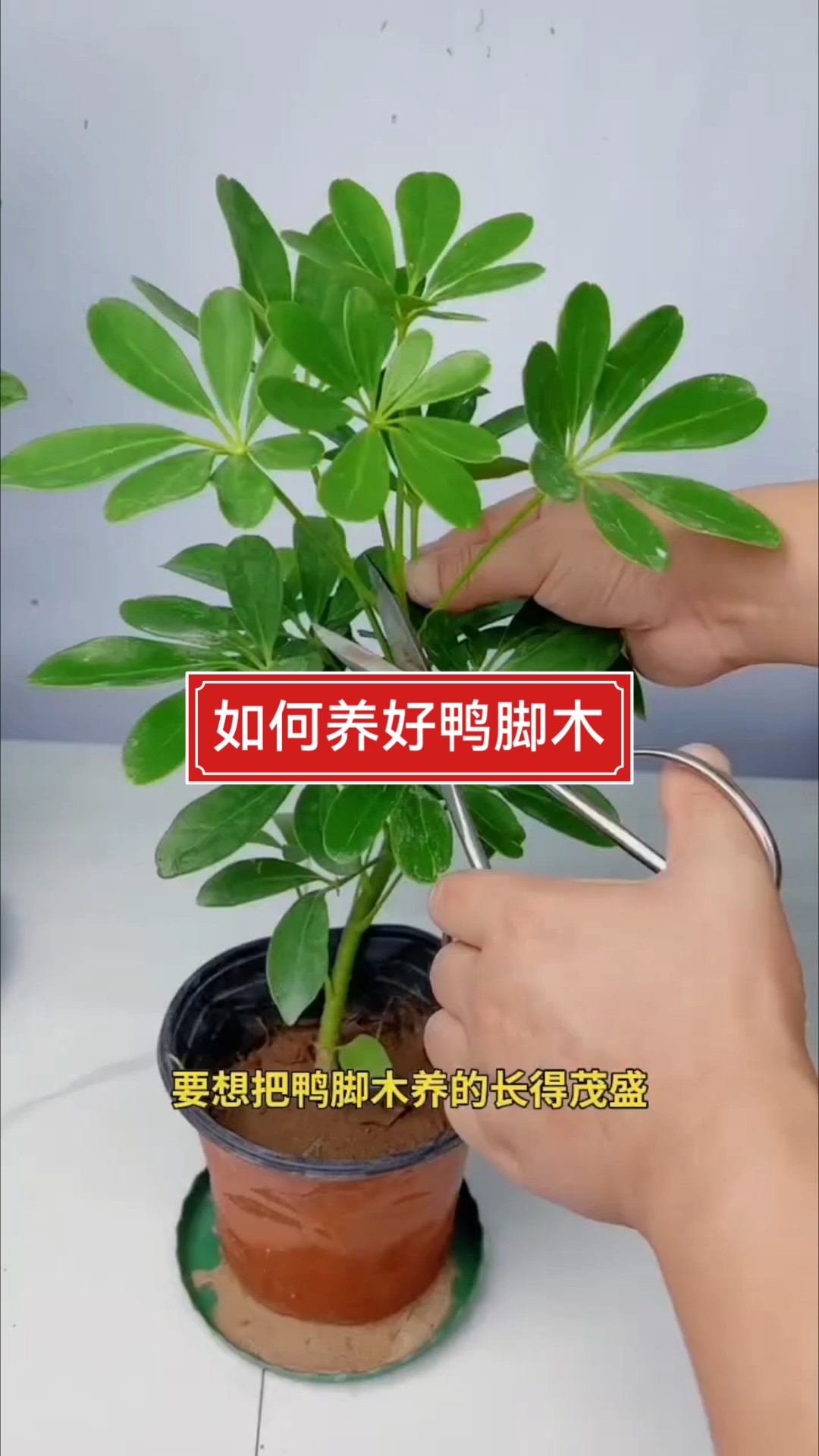 鸭脚木的养殖方法