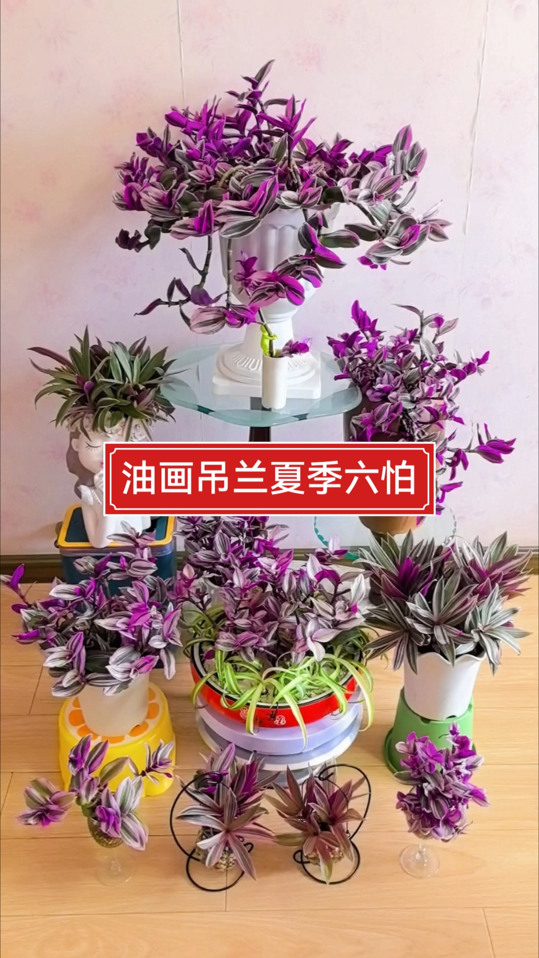 油画婚礼吊兰夏季有六怕,你知道是哪六怕吗?