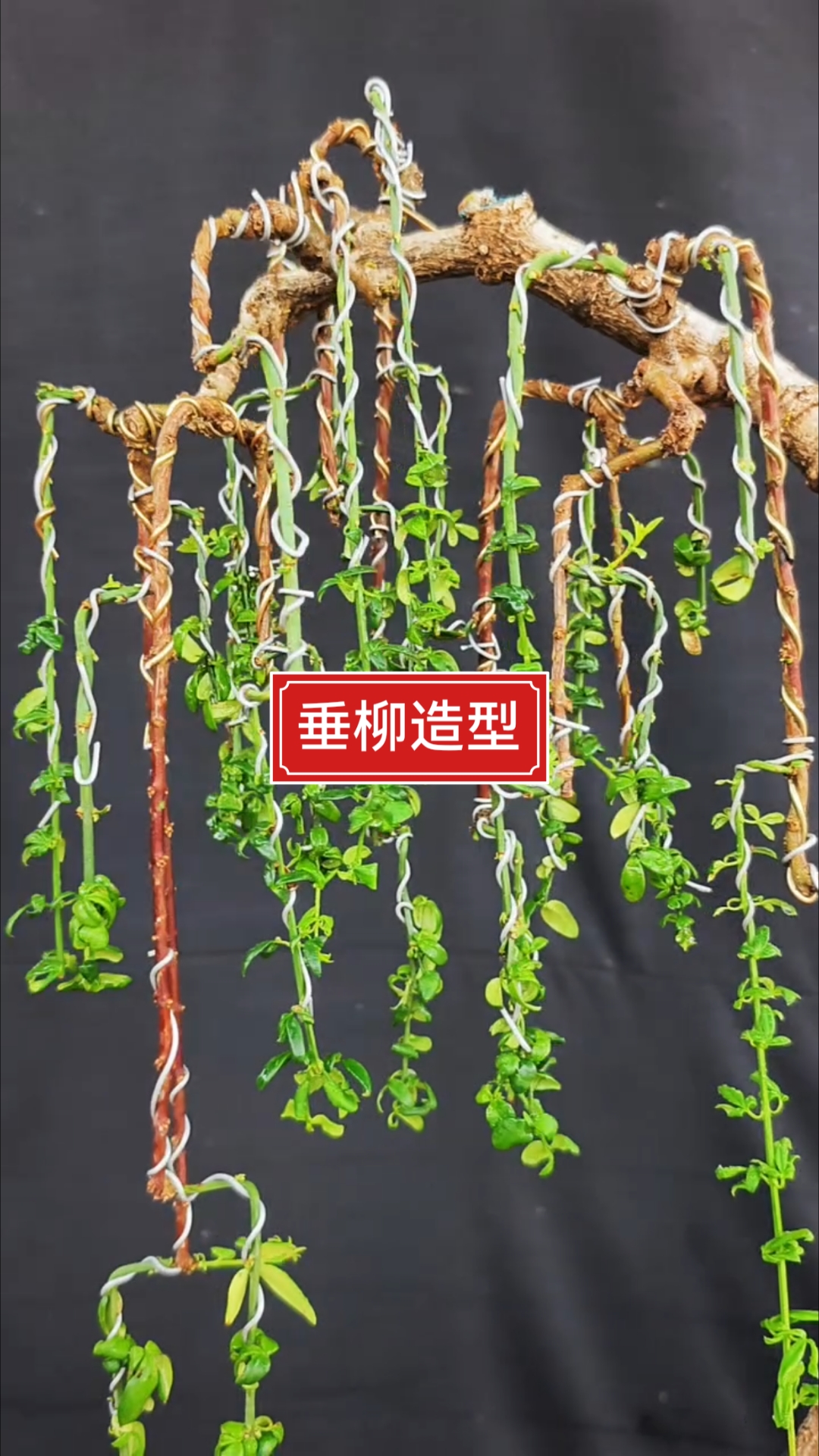 盆景造型