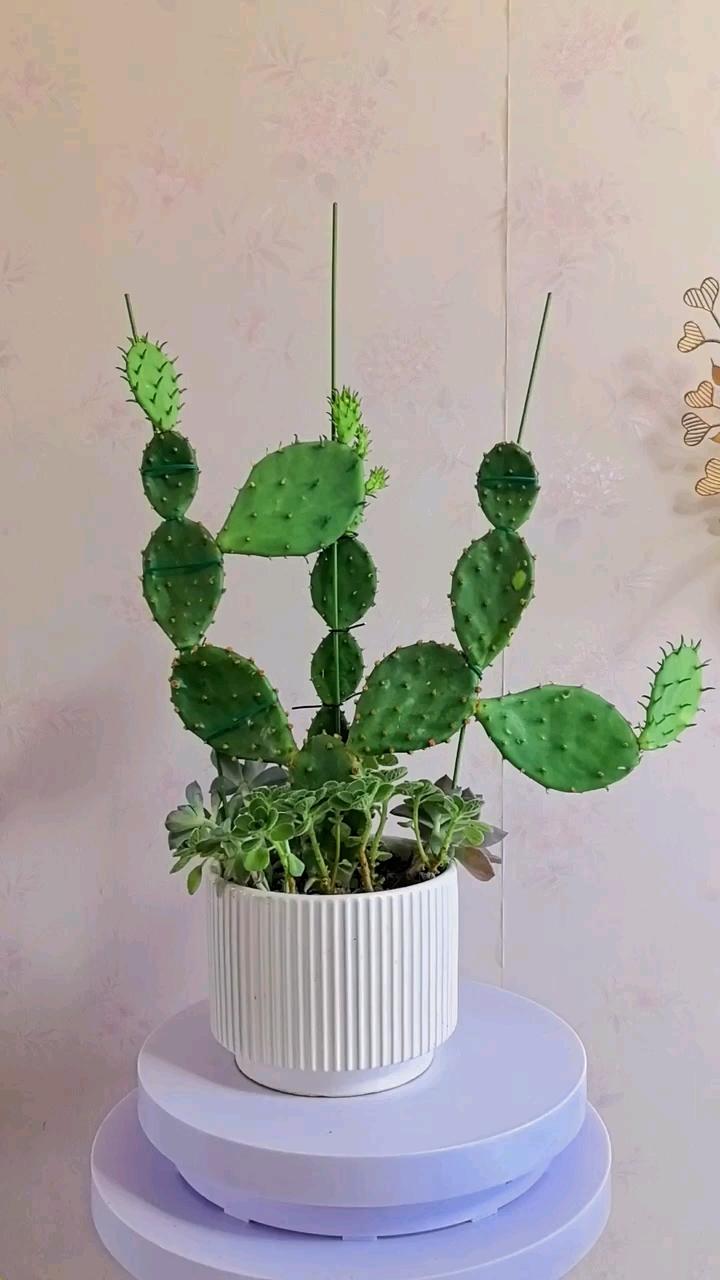 仙人掌修剪与造型!