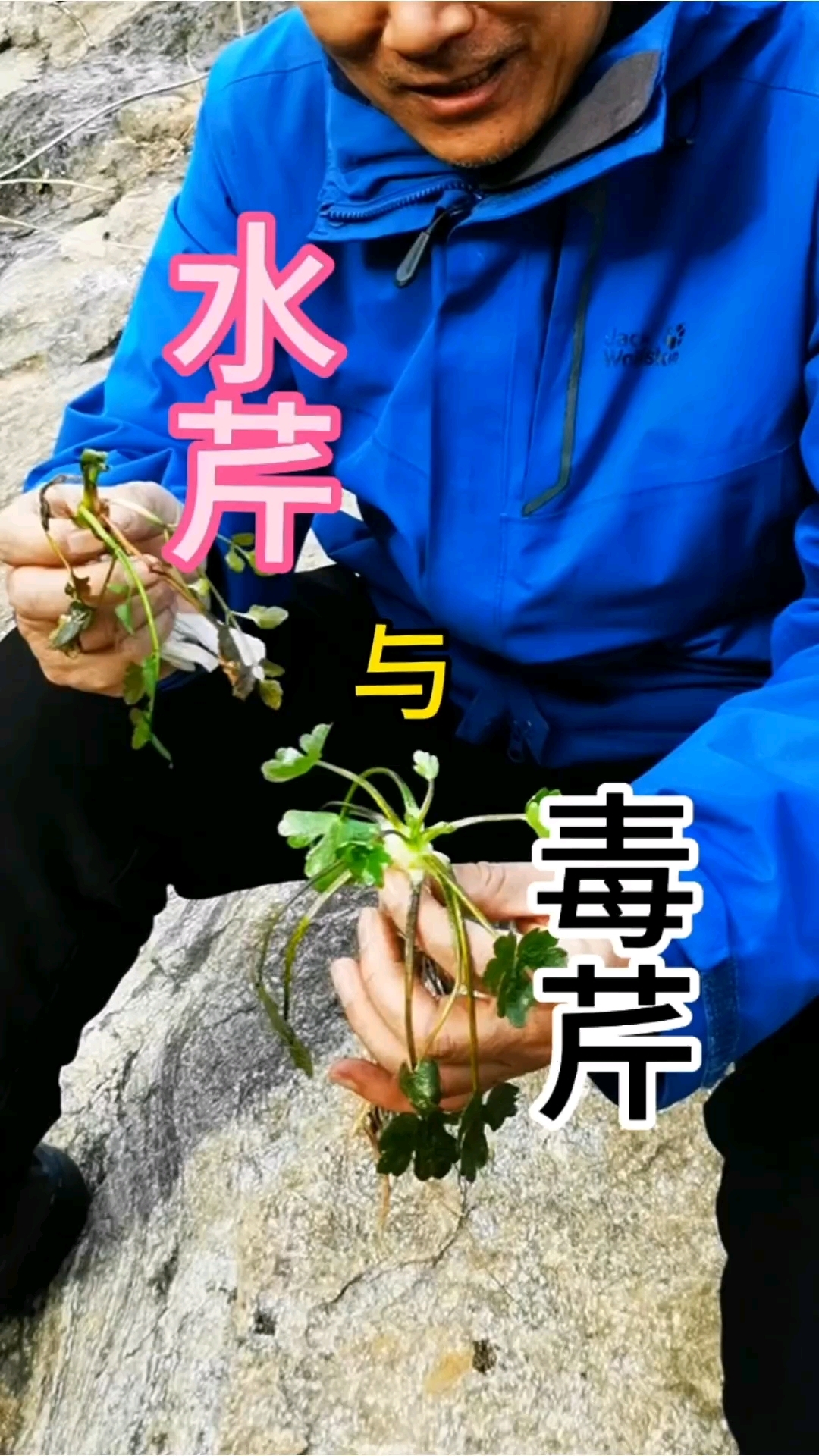 水芹菜与毒芹菜#农村野菜香# 植物科普#普及中药知识#推广中医文化