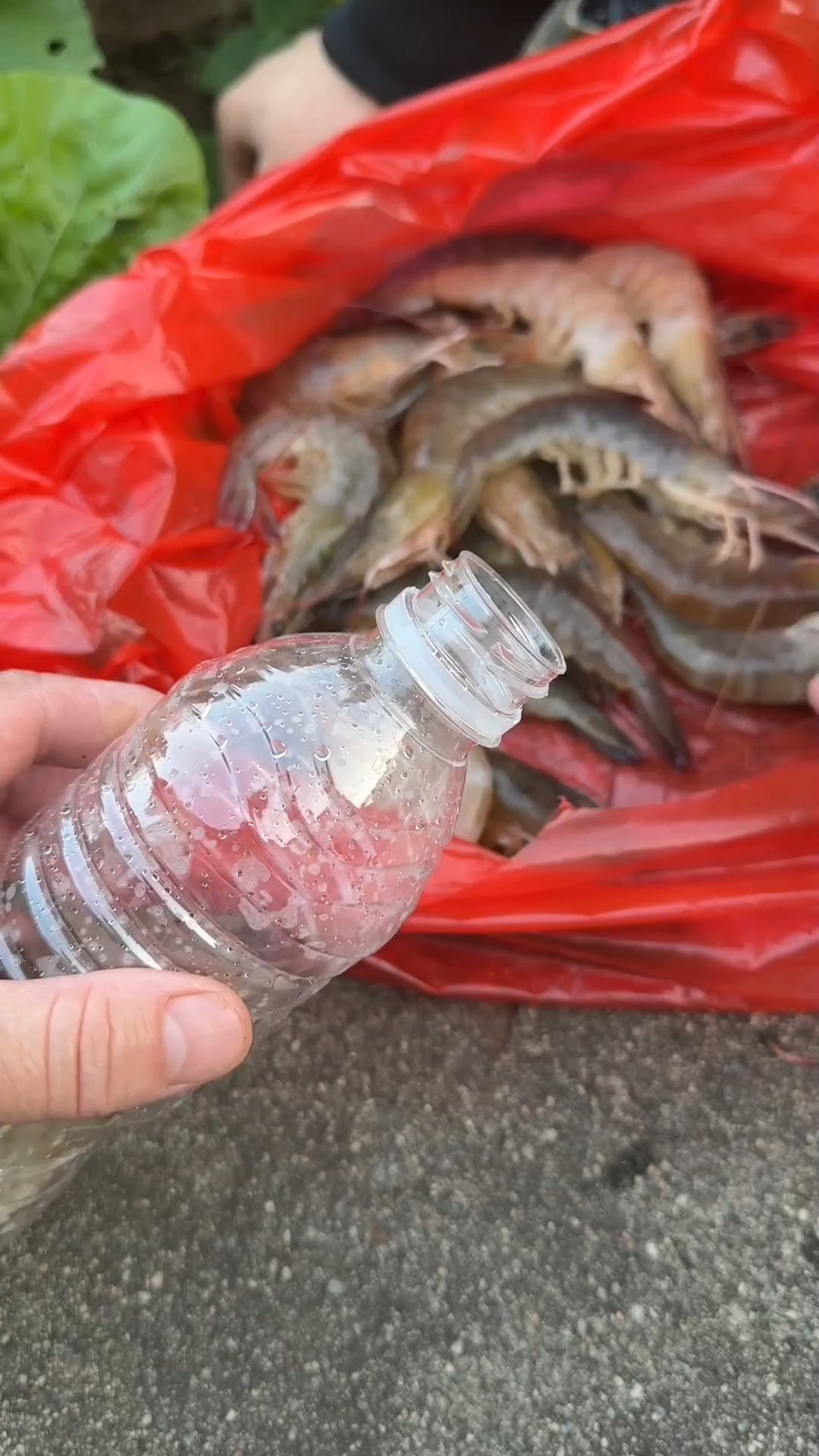 活大虾这样储存，什么时候吃都新鲜