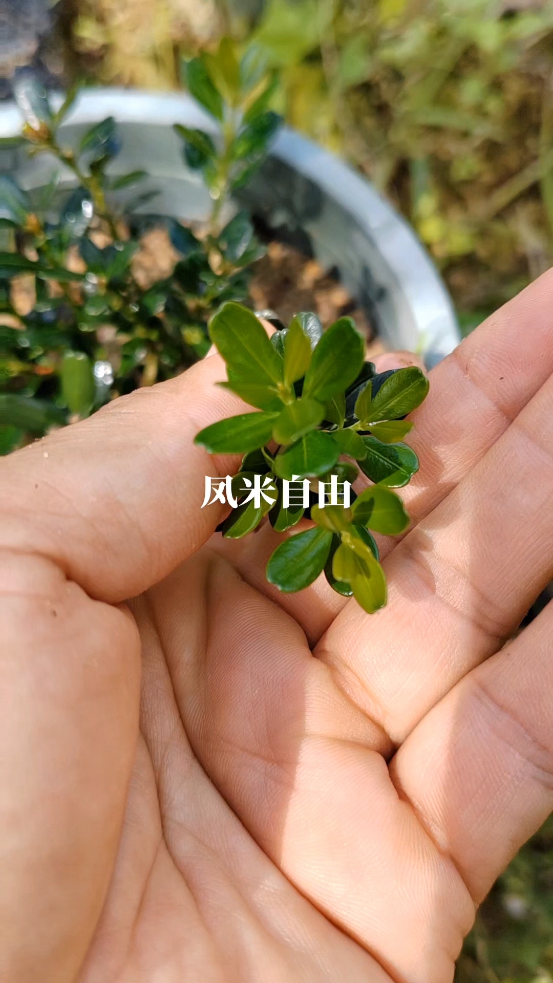 凤凰单枞茶苗,鸭屎香,绿化树