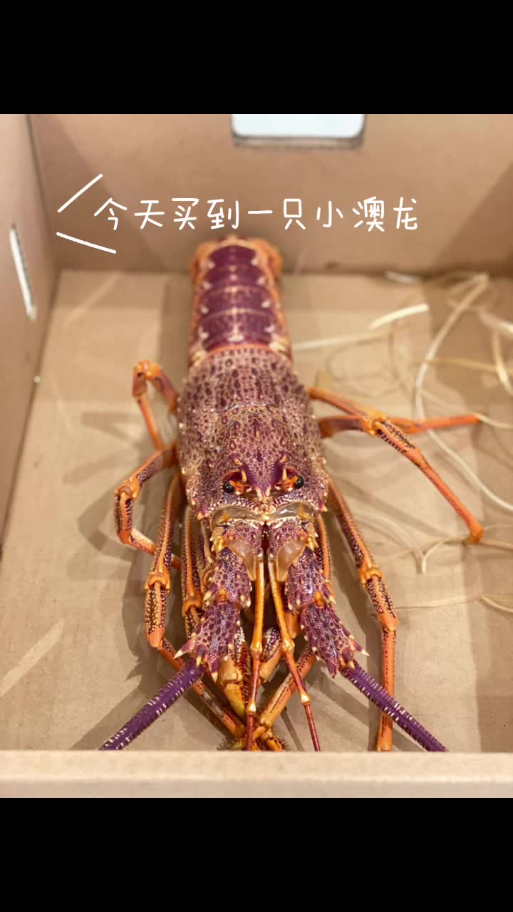 简单家庭版清蒸澳龙