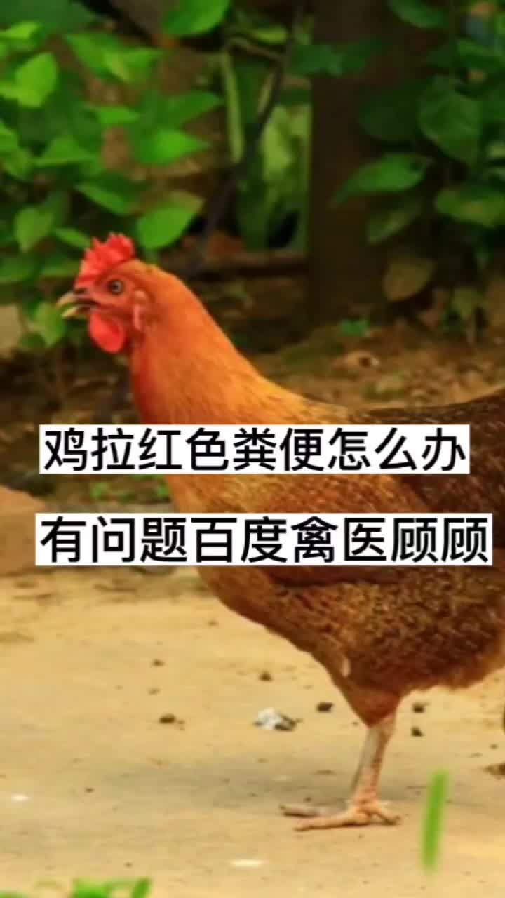 禽医顾顾谈小鸡拉红色粪便怎么办鸡拉红色粪