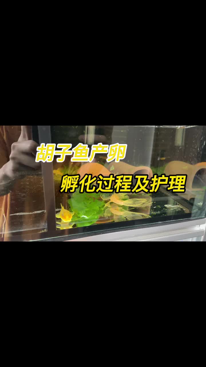 胡子鱼卵的孵化及护理过程