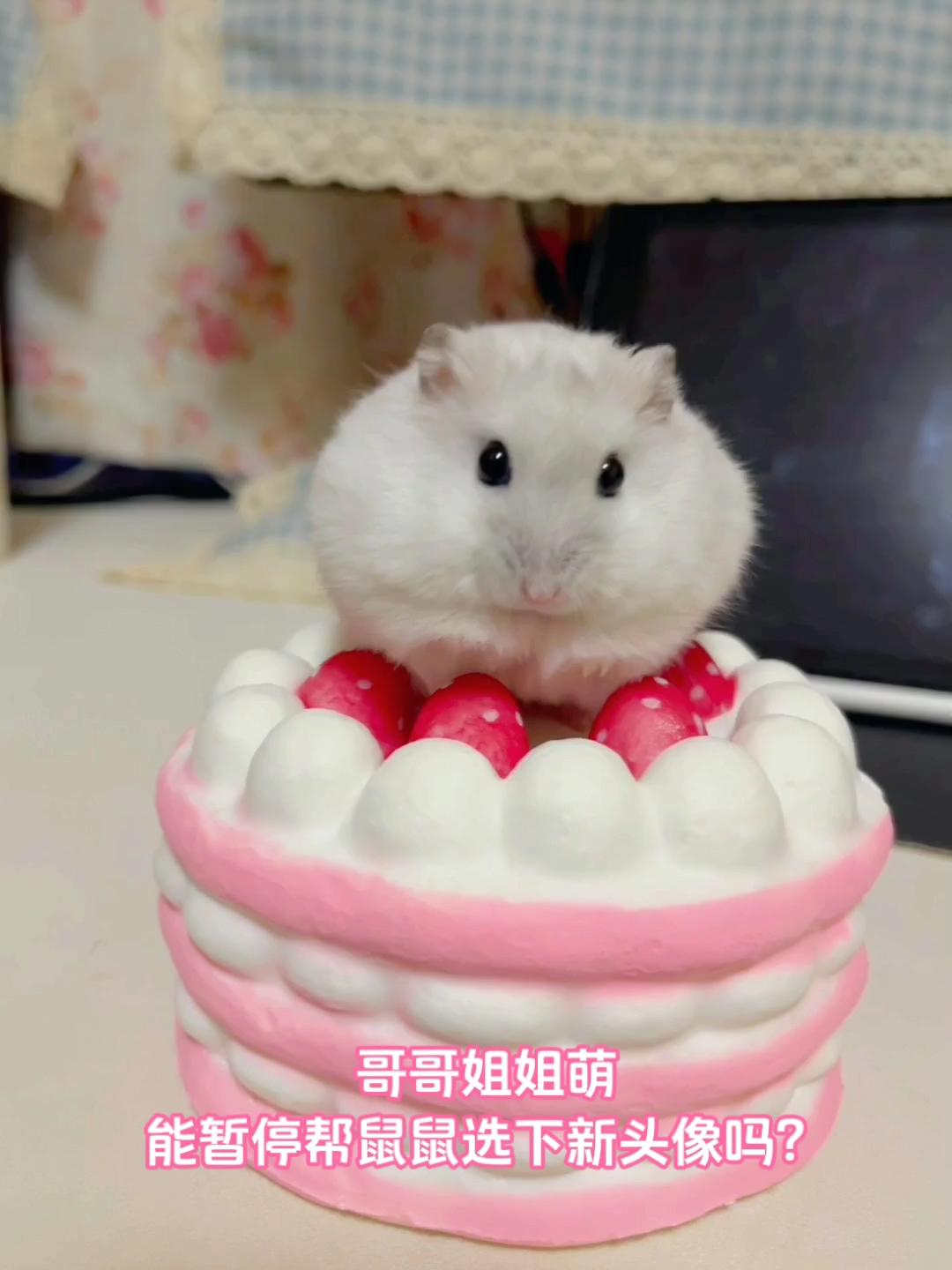 鼠鼠头像合集