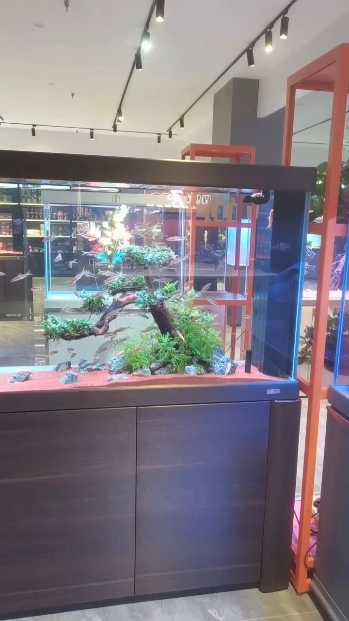 睿美鱼缸,烟熏橡木。