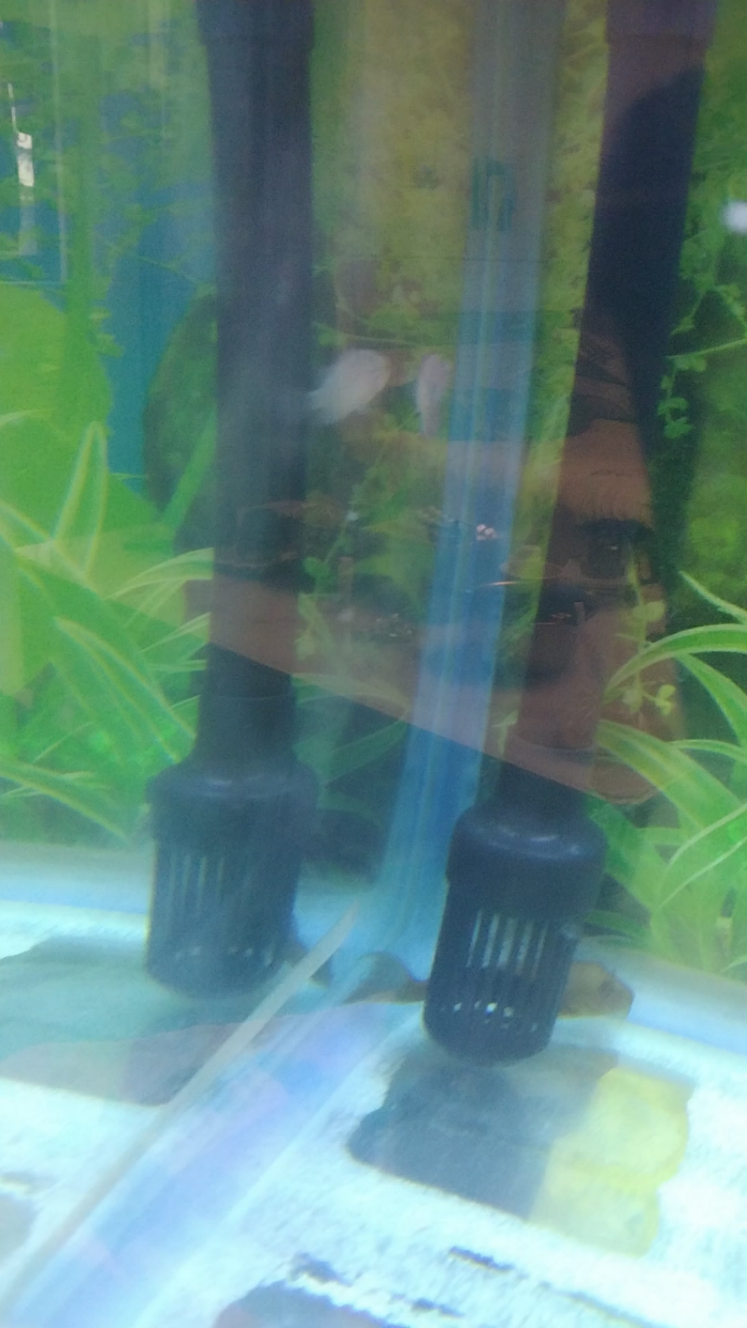 记录罗汉鱼成长过程