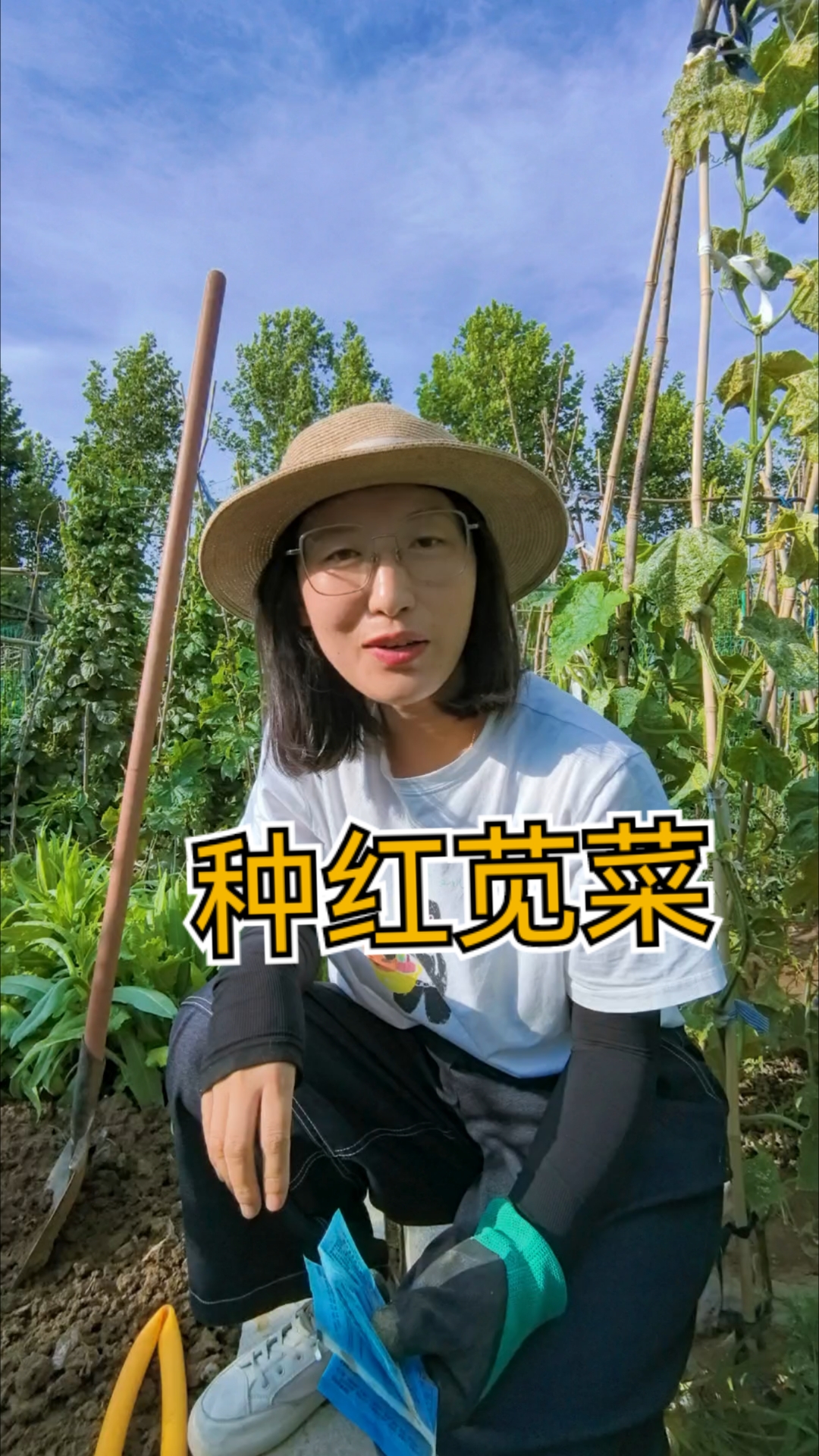 保姆级别的教新手菜友种红苋菜!