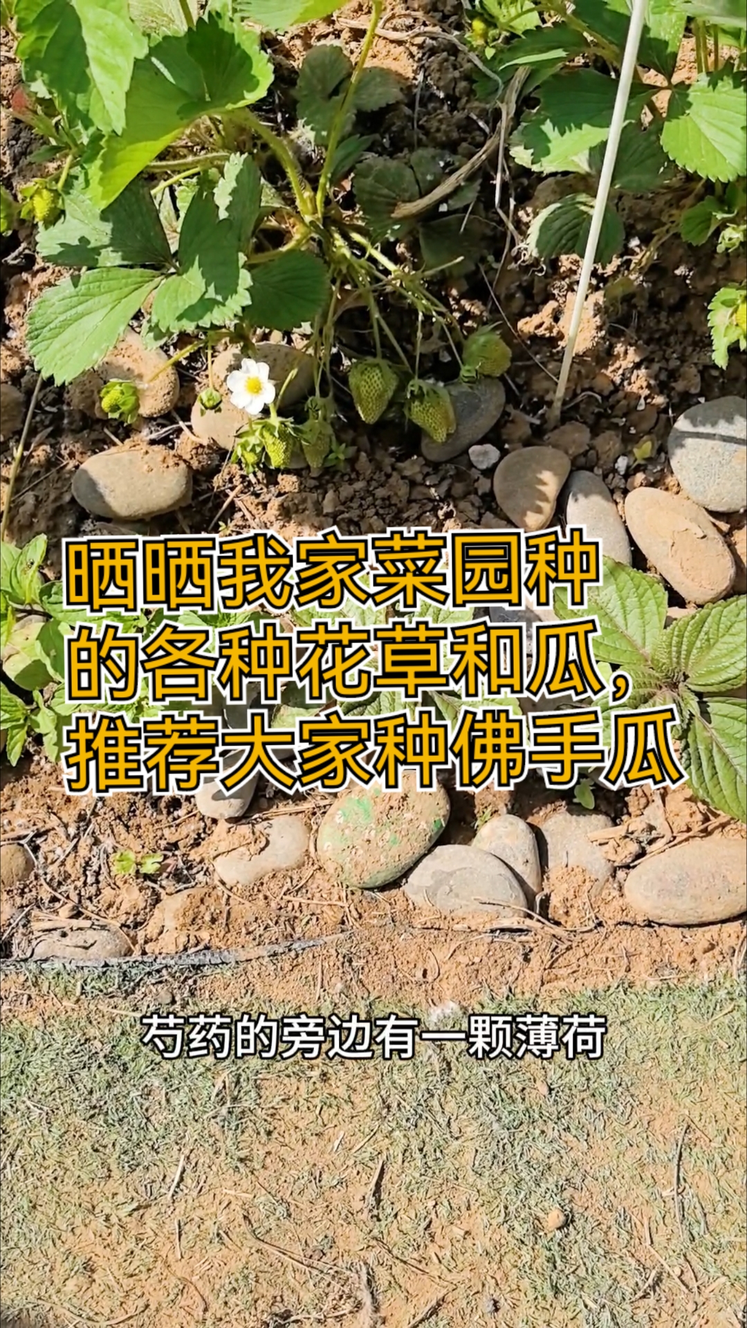 晒晒我家菜园种的各种作物,最推荐大家种佛手瓜了!