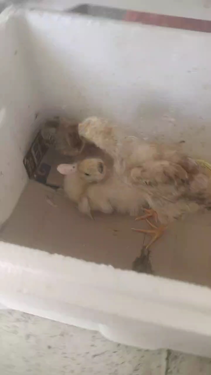 我的小鸡本来也要长成大母鸡的,被狗给咬死了。20号死了我天天