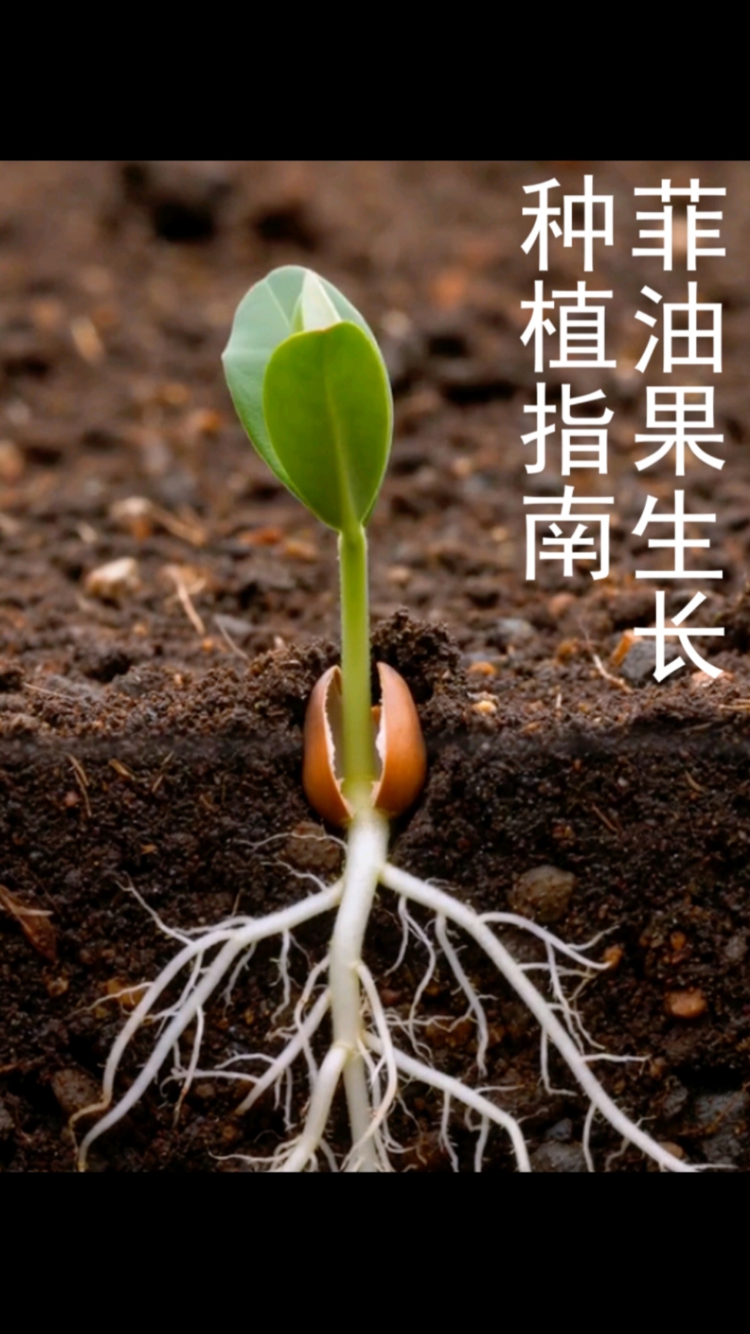 #新大陆计划# 菲油果生长全过程#生物科普#菲油果生长#植物观察#生命力量#治愈系风景
