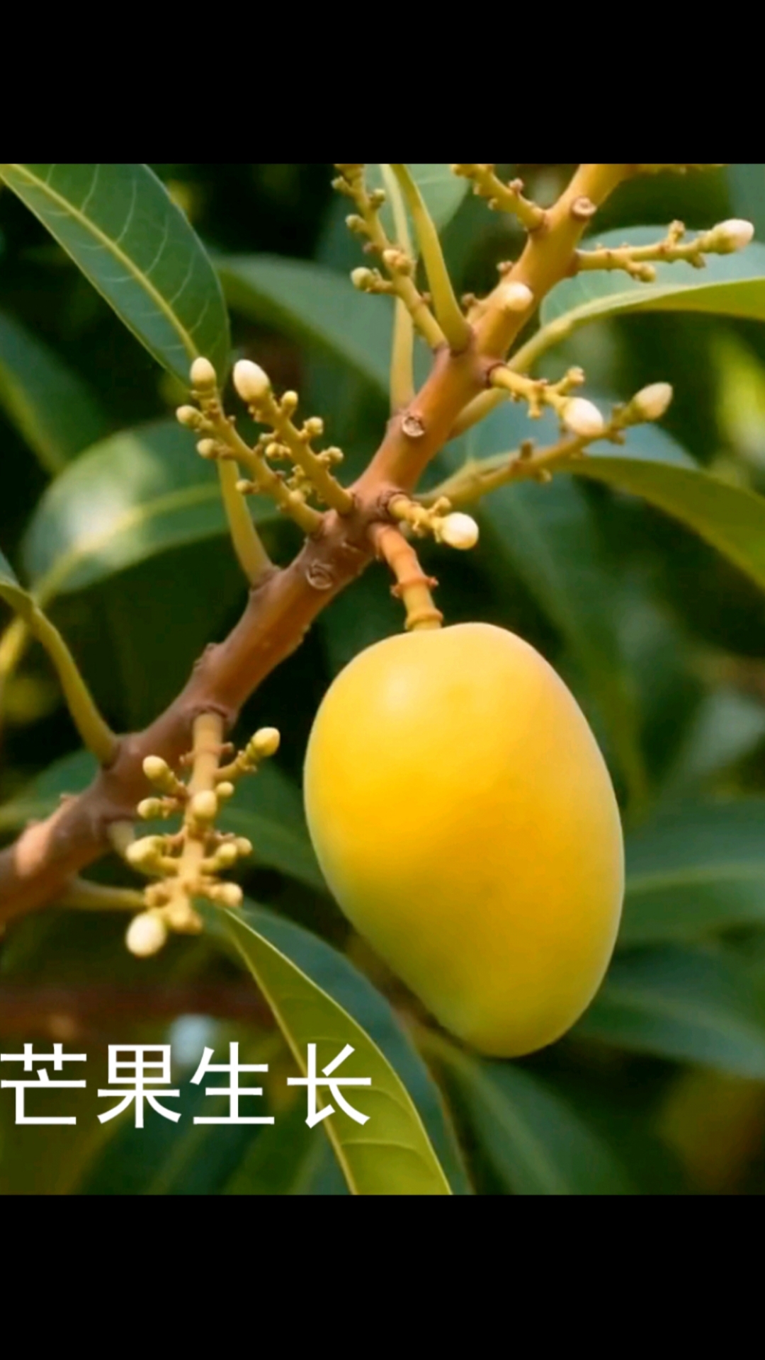 #新大陆计划# 芒果完整一生从果核到满树金芒#生物科普#芒果生长全过程#植物观察#生命力量