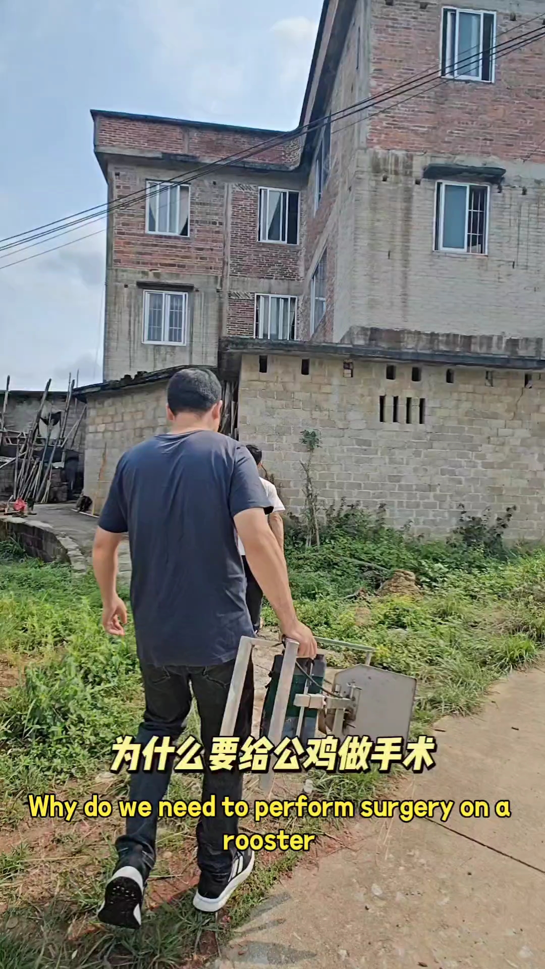 为什么要阉鸡的原理?一段神奇的乡村之旅,探寻“为什么阉鸡”