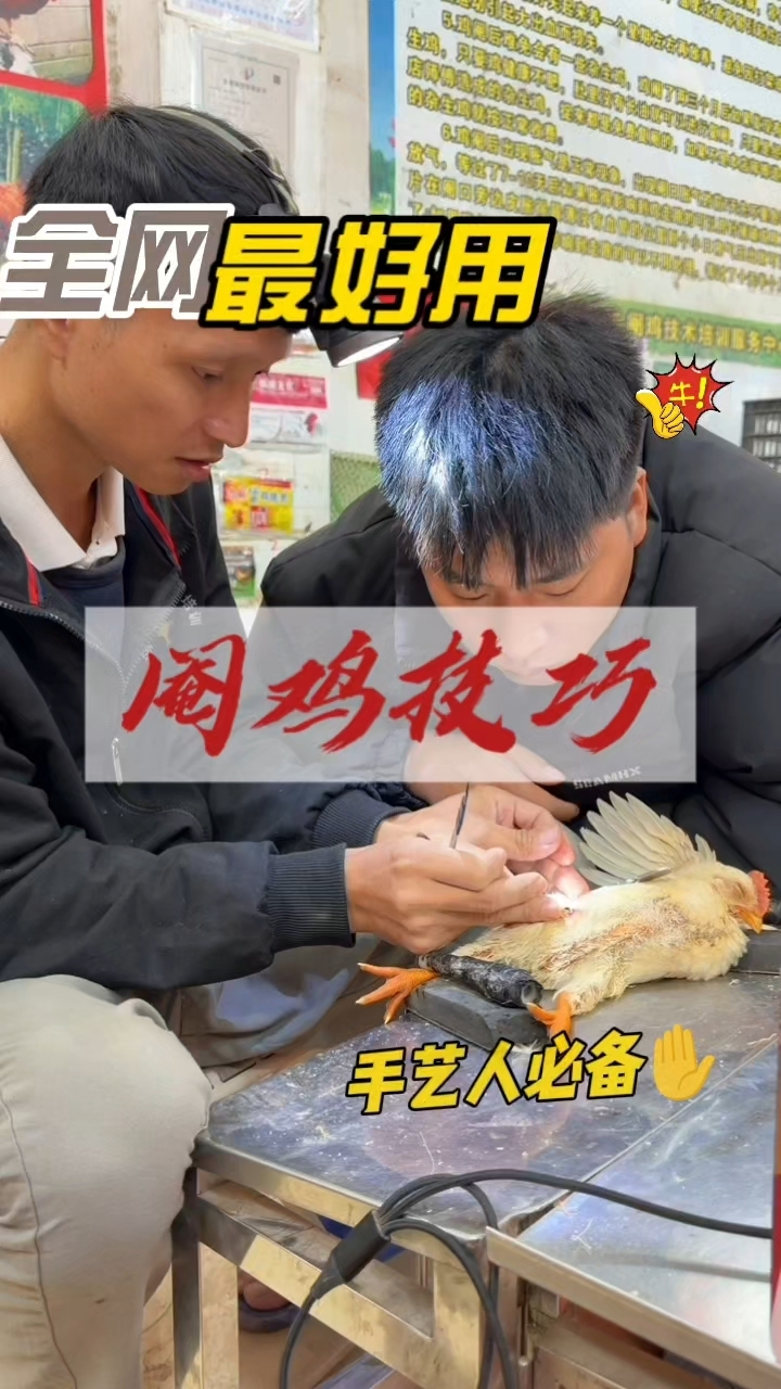 阉鸡必学技巧