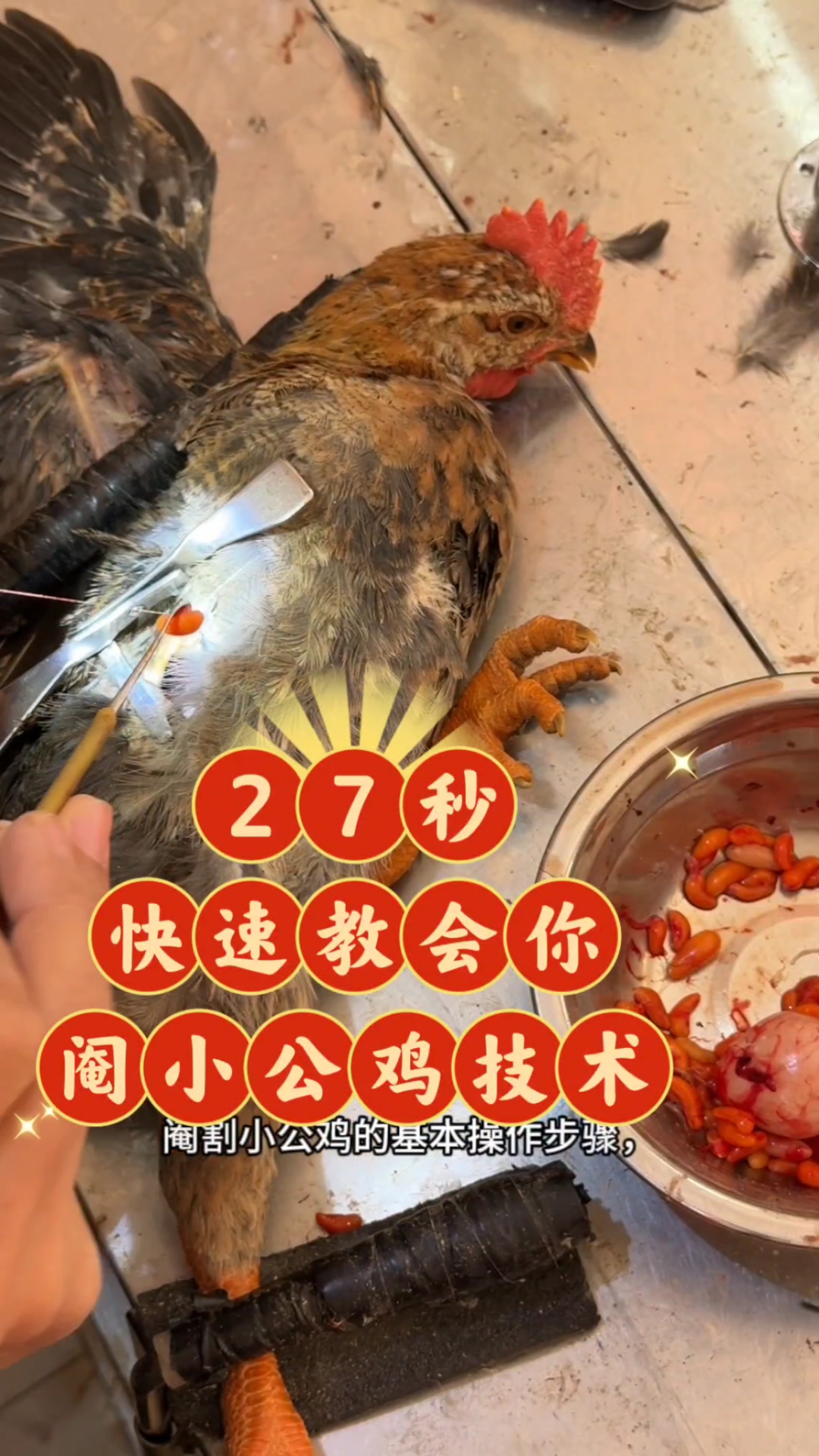 27秒快速教会你阉十五天到三十天的小鸡#阉鸡手艺人冯宏锦
