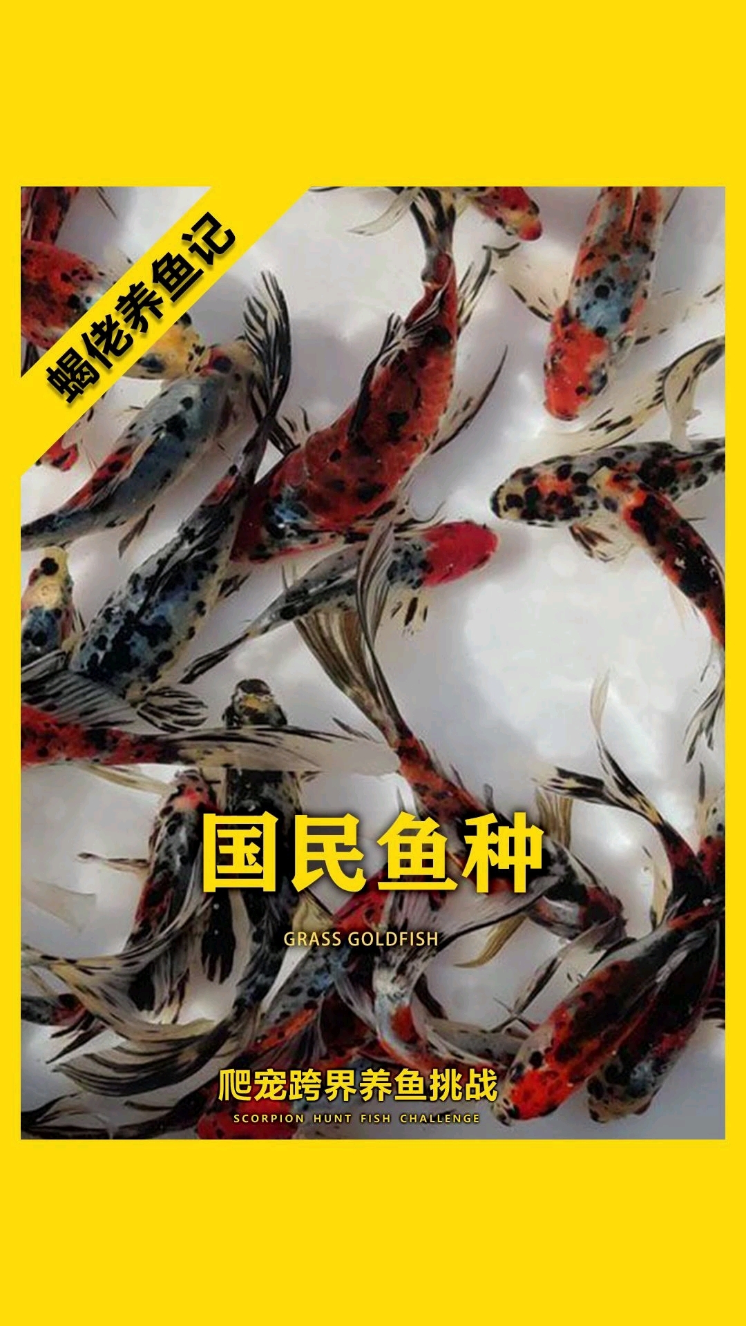 蝎佬养鱼第二天:国民鱼?