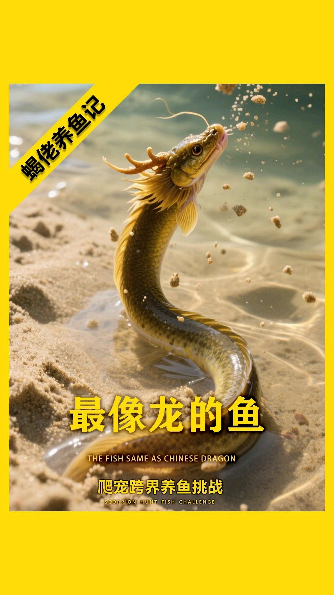 最像龙的鱼?养蝎佬入坑的鱼圈的第一种鱼竟然是它