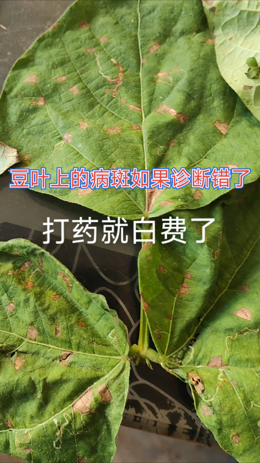豆叶病斑辨真伪:霜霉病易混淆