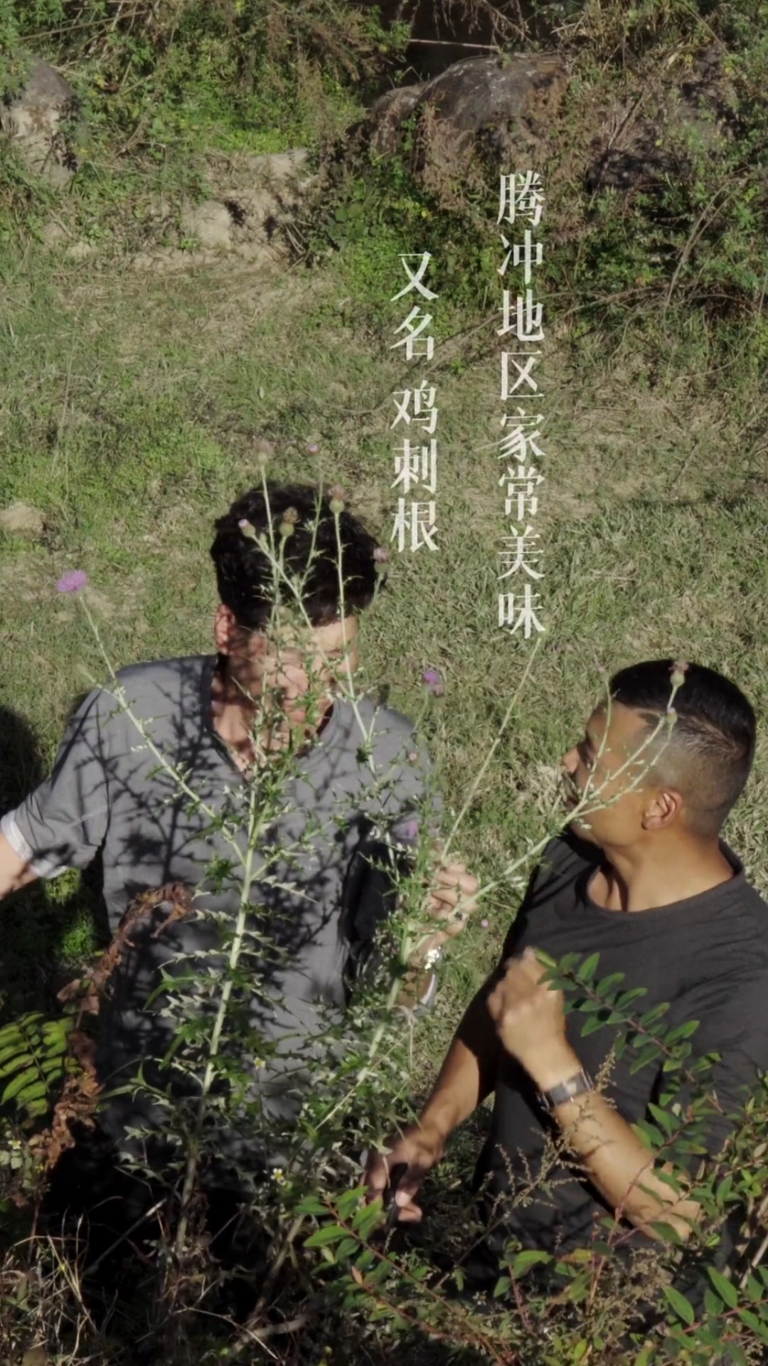 高黎贡山下,原生态鸡刺根。又叫大蓟!大山里的味道!