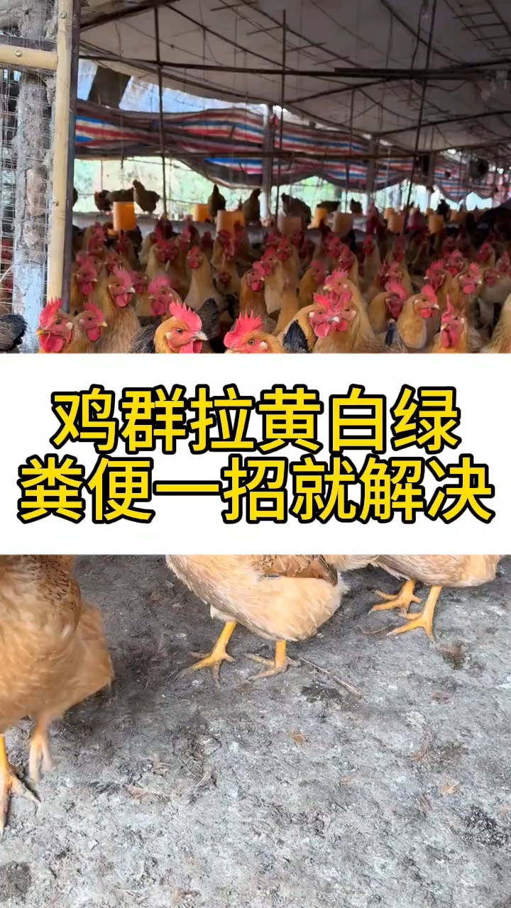 鸡群拉黄白绿粪便一招就解决
