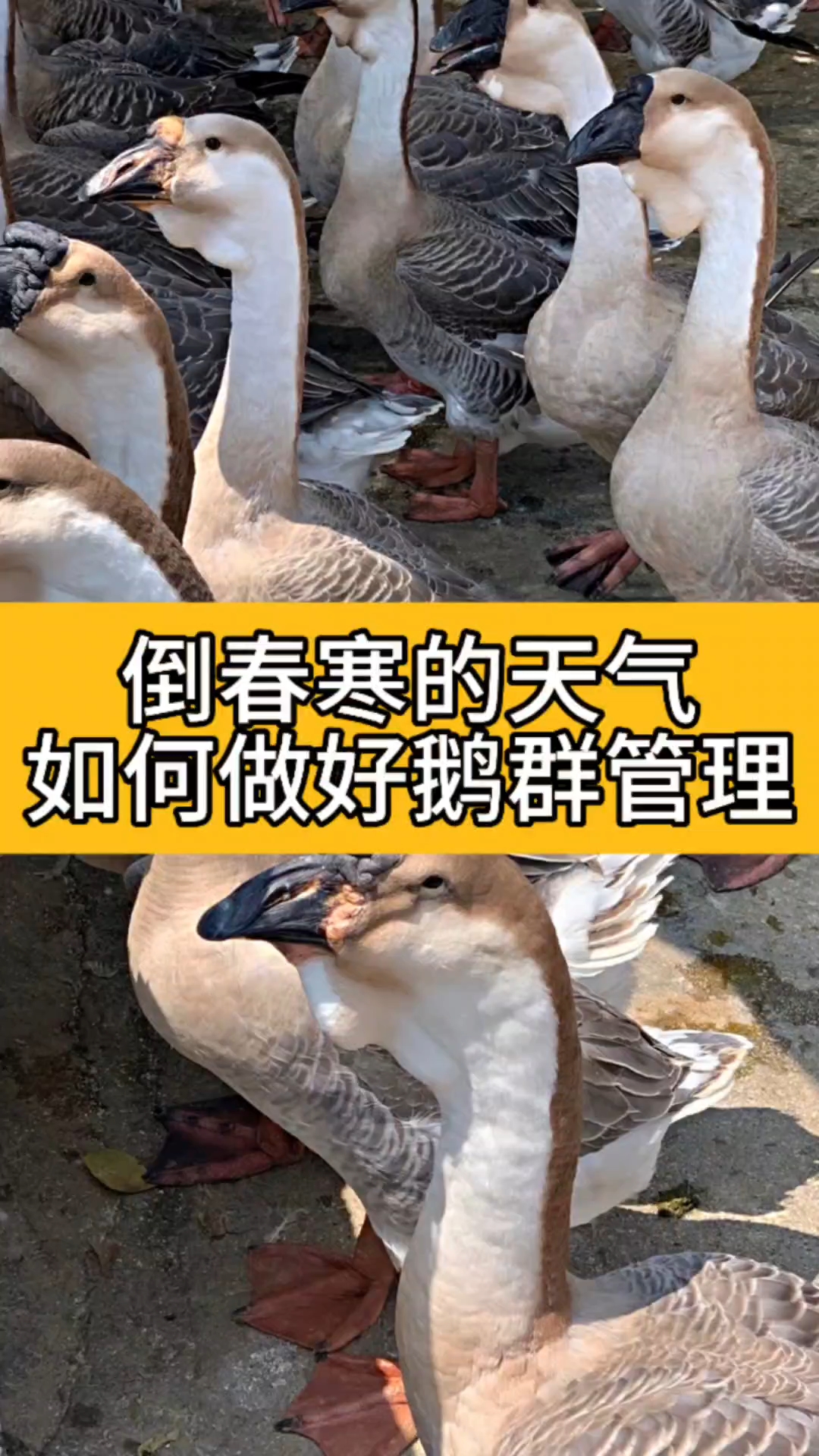 倒春寒的天气如何做好鹅群管理