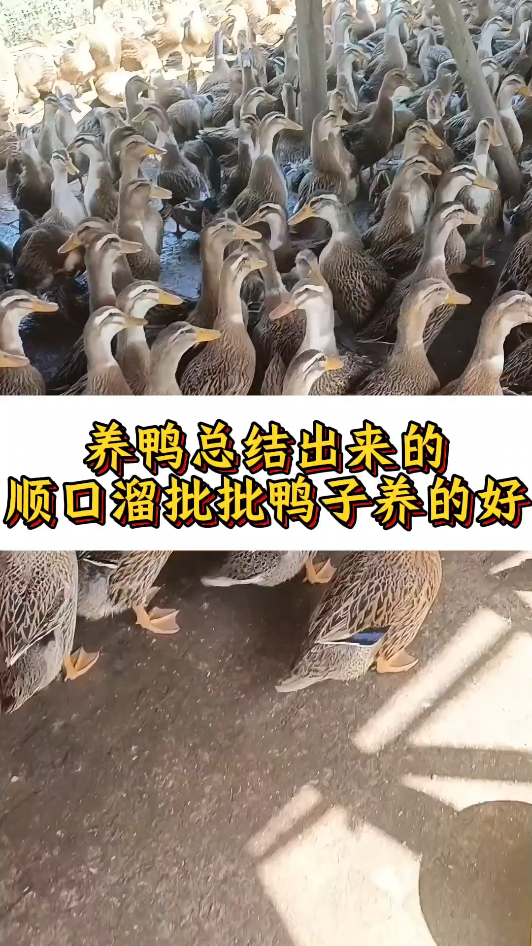养鸭总结出来的顺口溜批批鸭子养的好