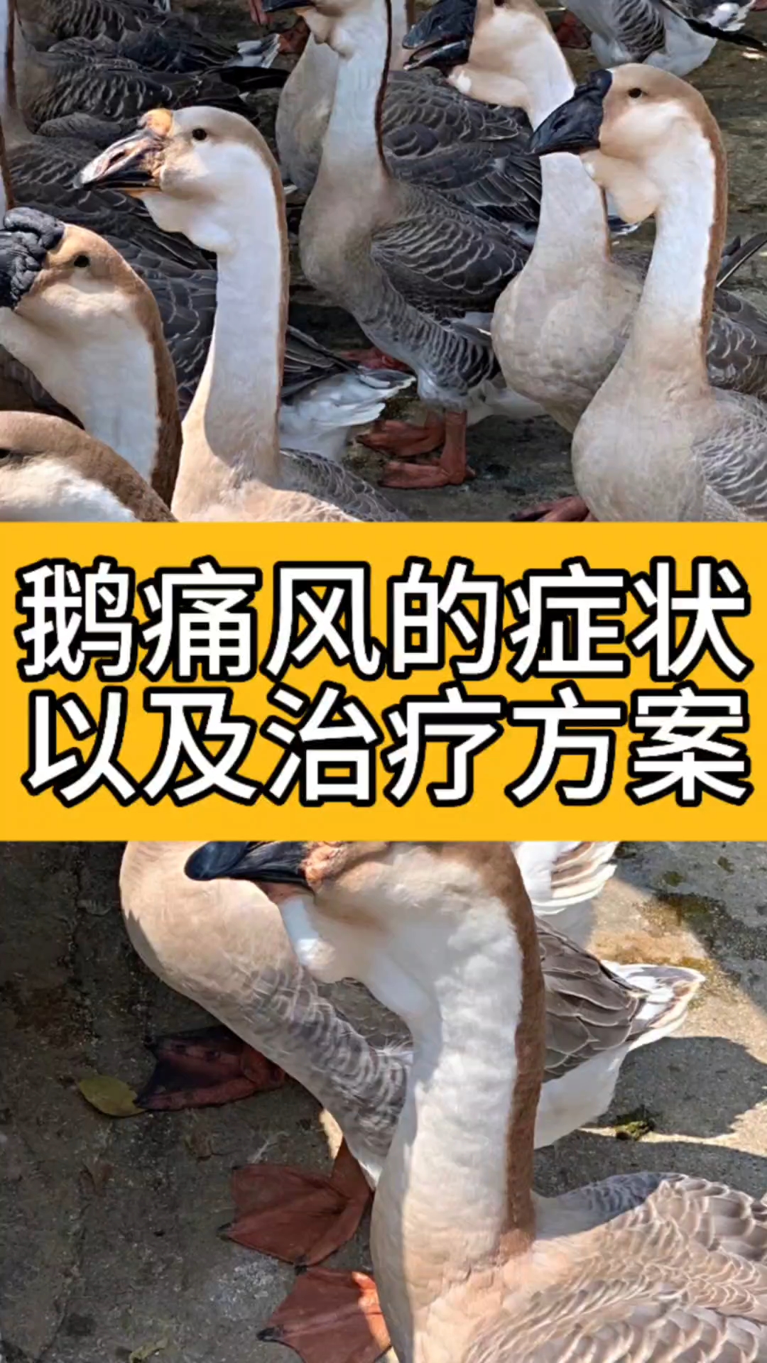 鹅痛风的症状以及治疗方案