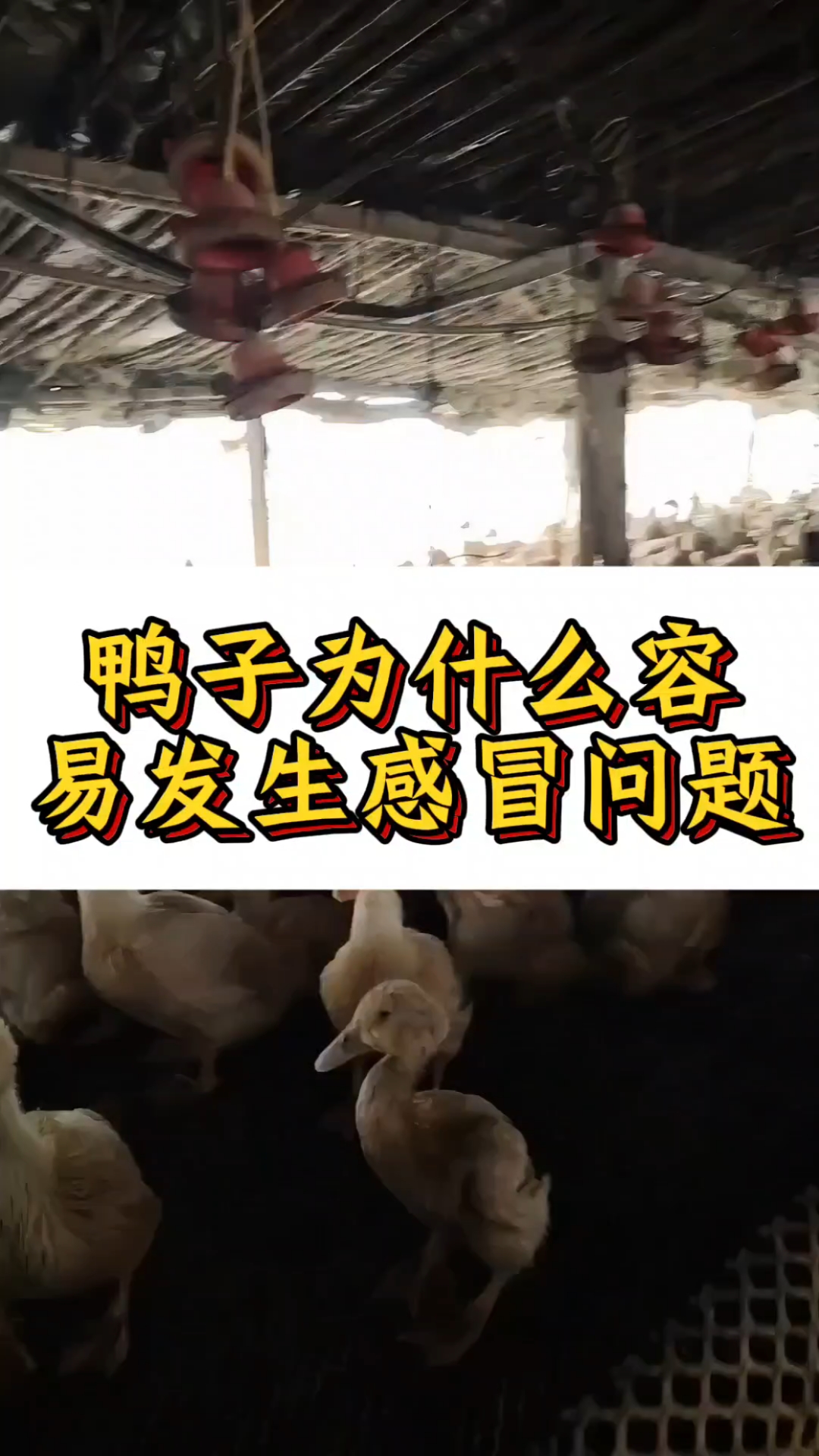 鸭子为什么容易发生感冒问题