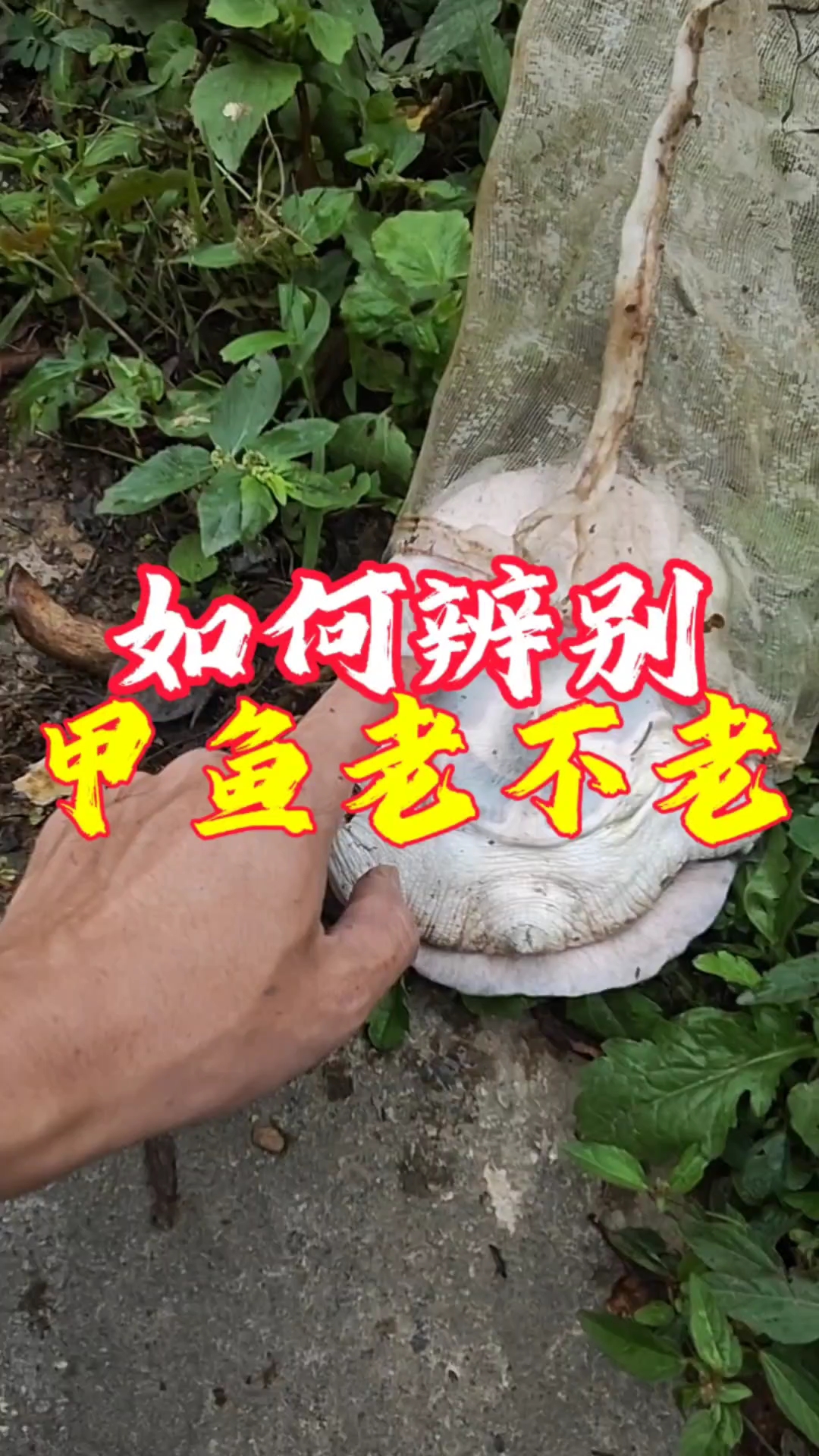 教你如何区分甲鱼年份