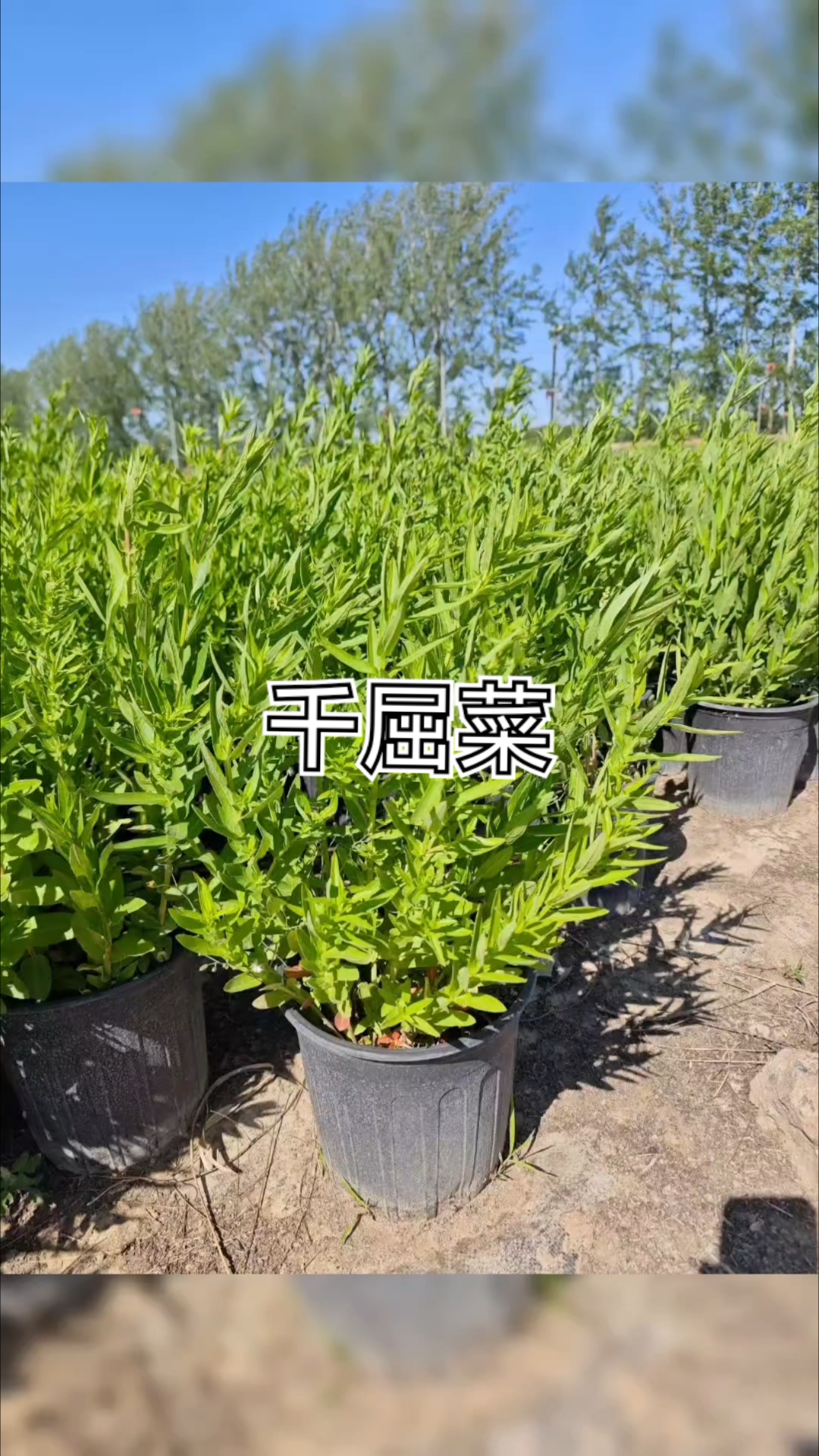 北京千屈菜基地，各规格千屈菜，北京千屈菜基地实拍