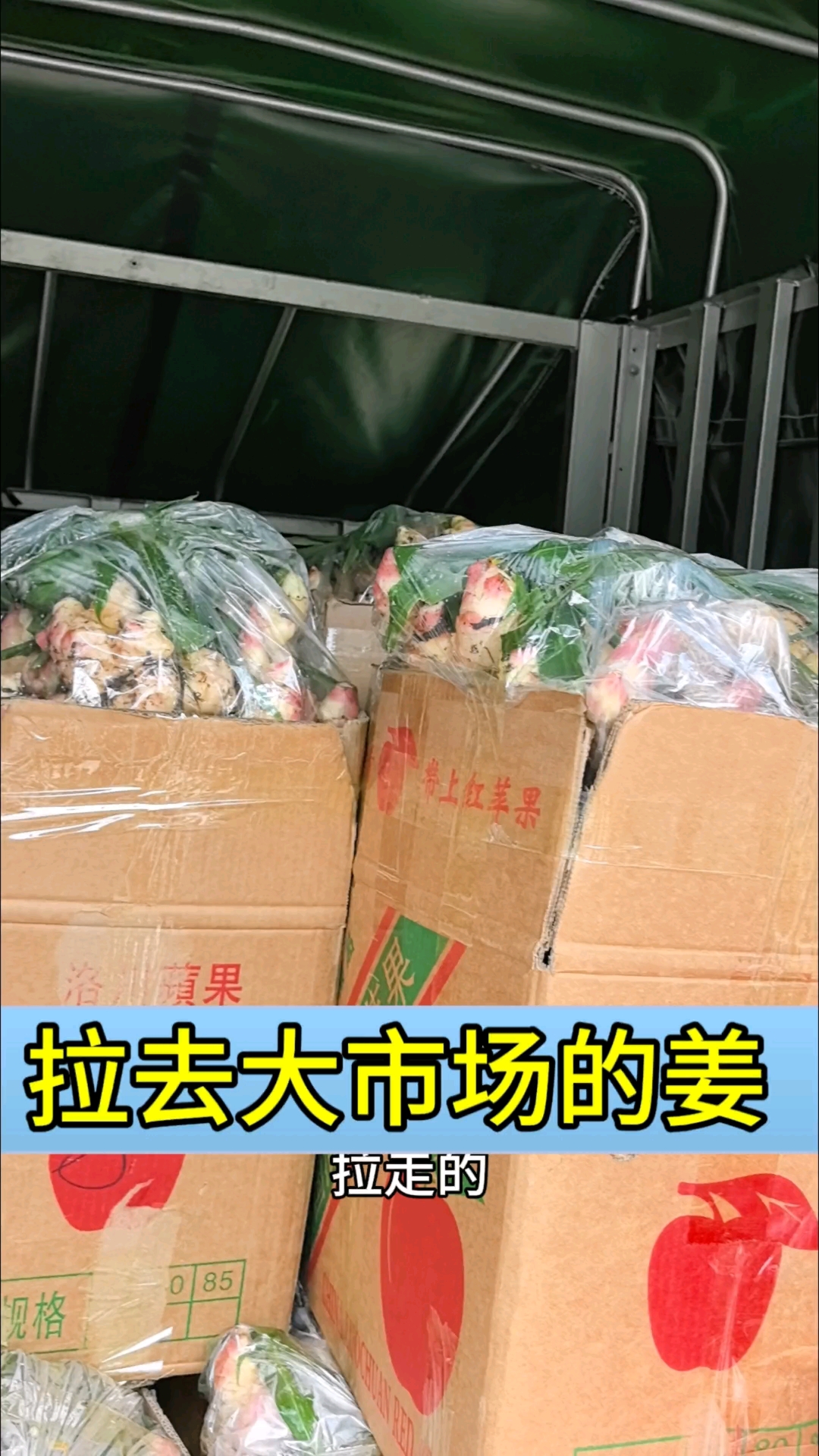 信宜大肉姜