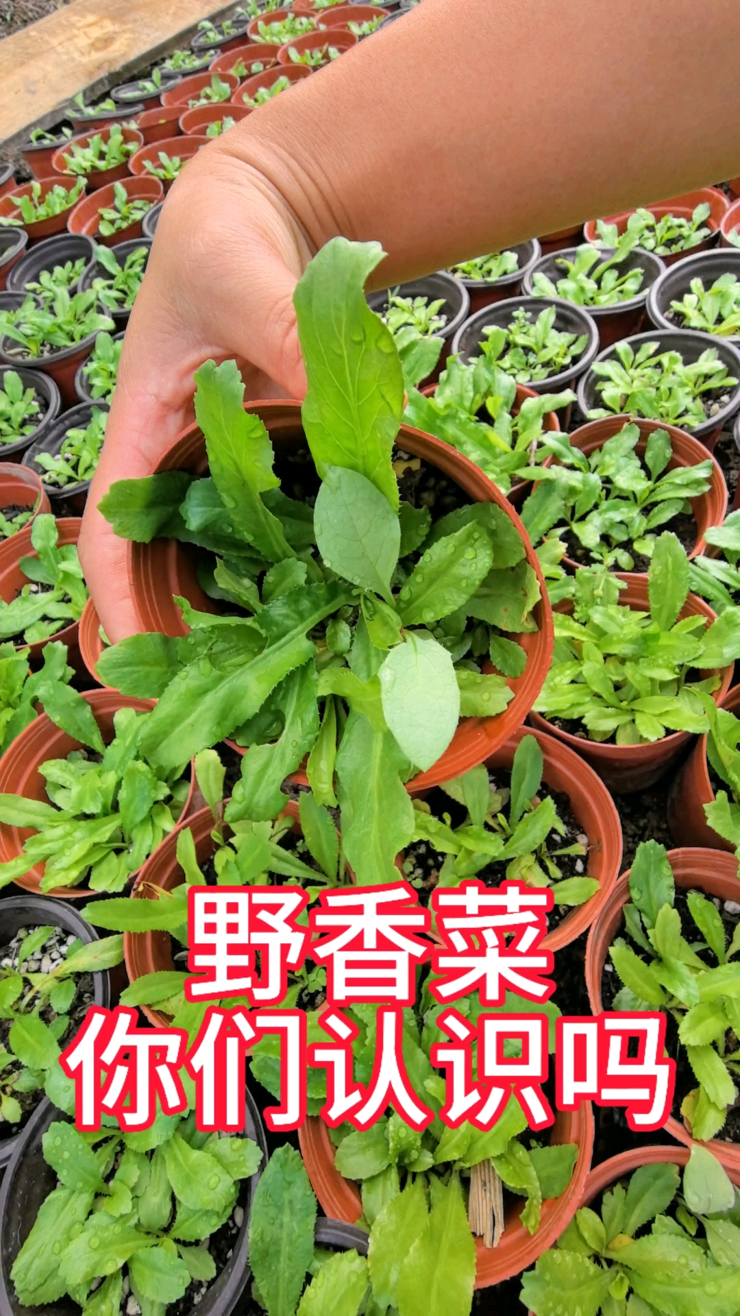 野香菜