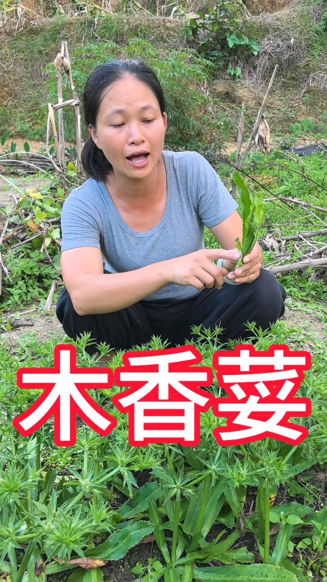 农村野香菜