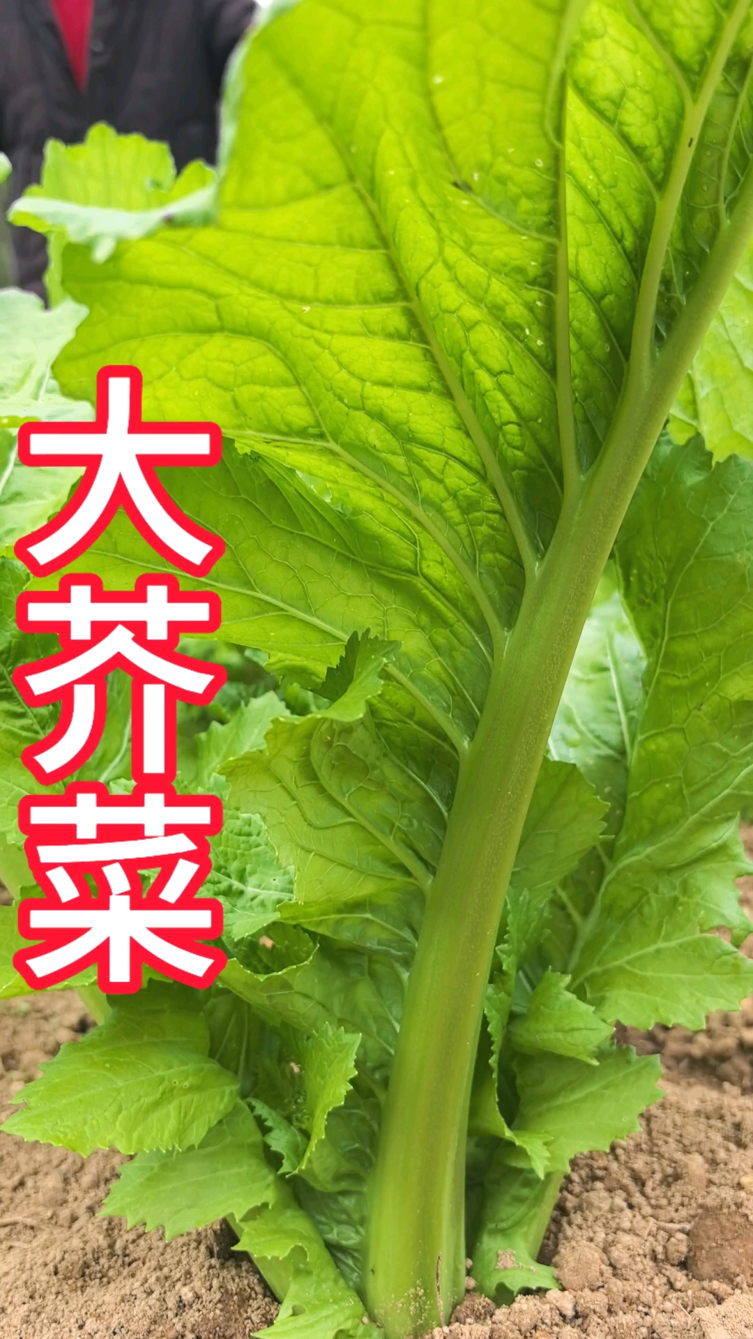 农村大青菜