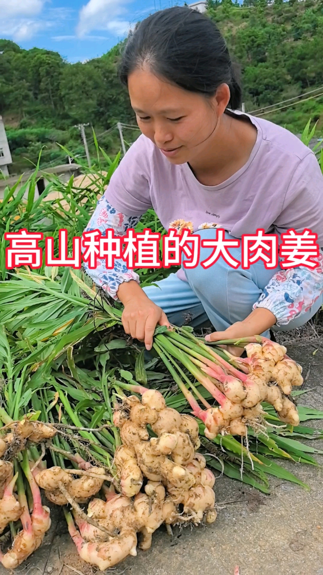 家乡大肉姜丰收啦