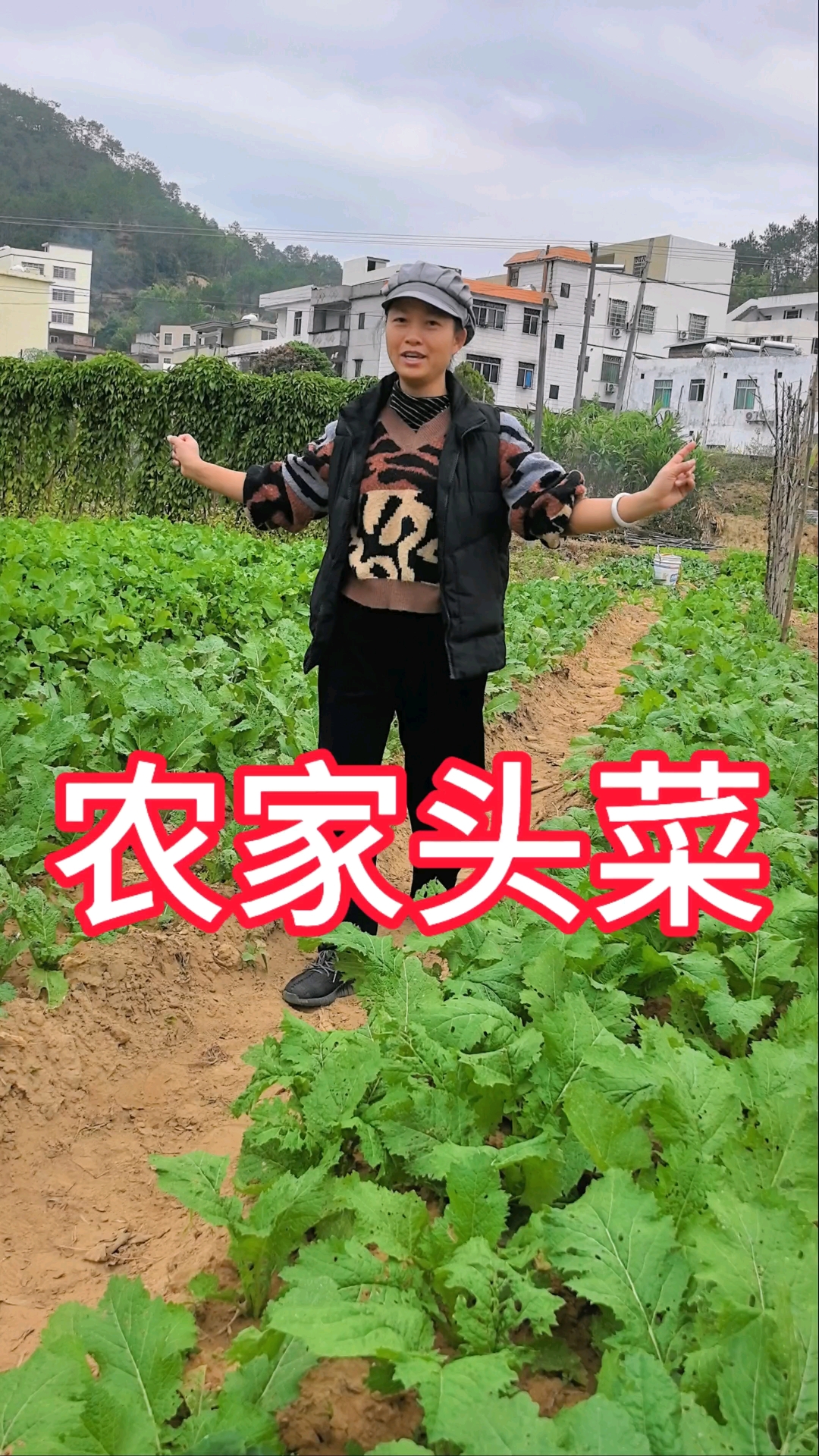 农家大头菜