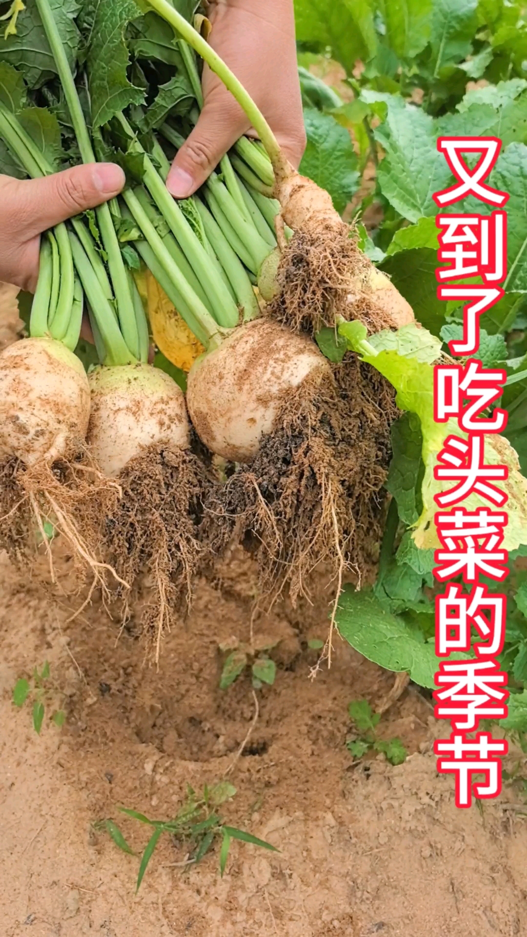 头菜干