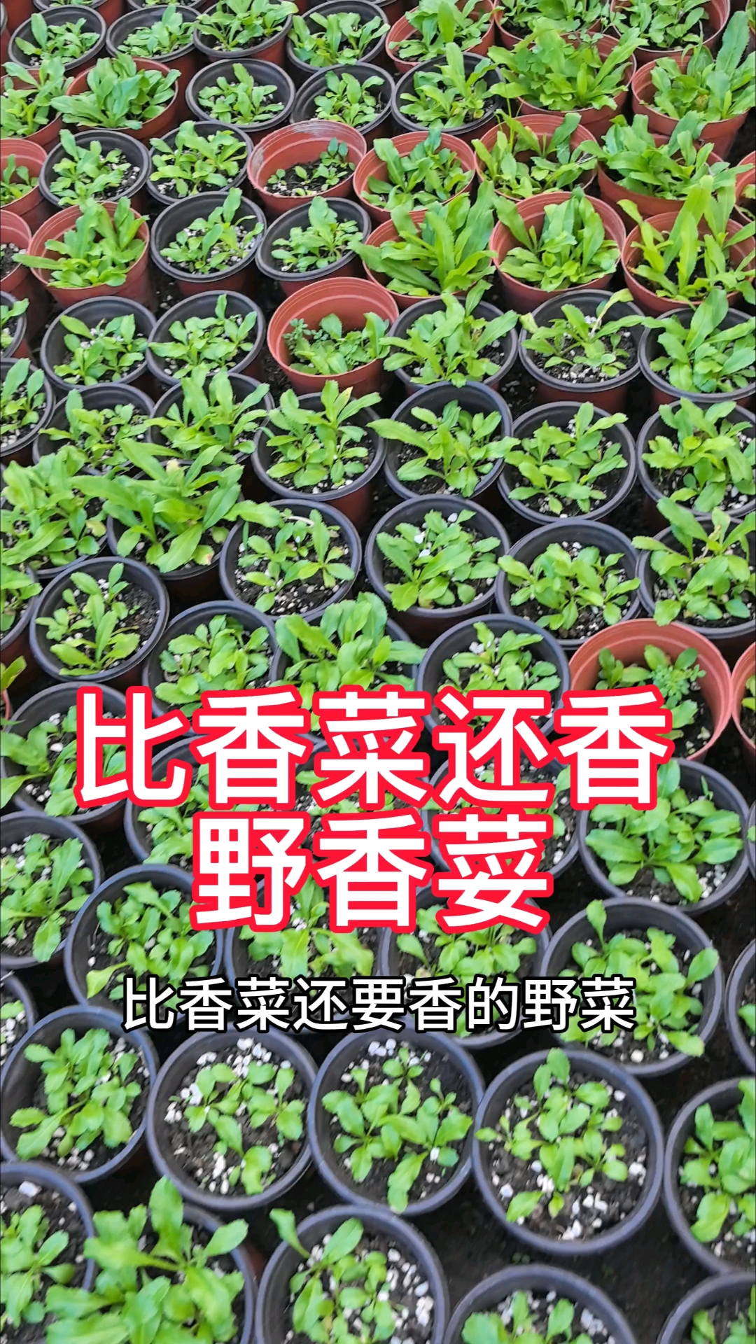 野香菜