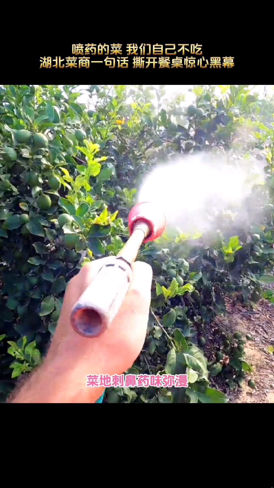 “喷药的菜，我们自己不吃！”湖北菜商一句话，撕开餐桌惊心黑幕