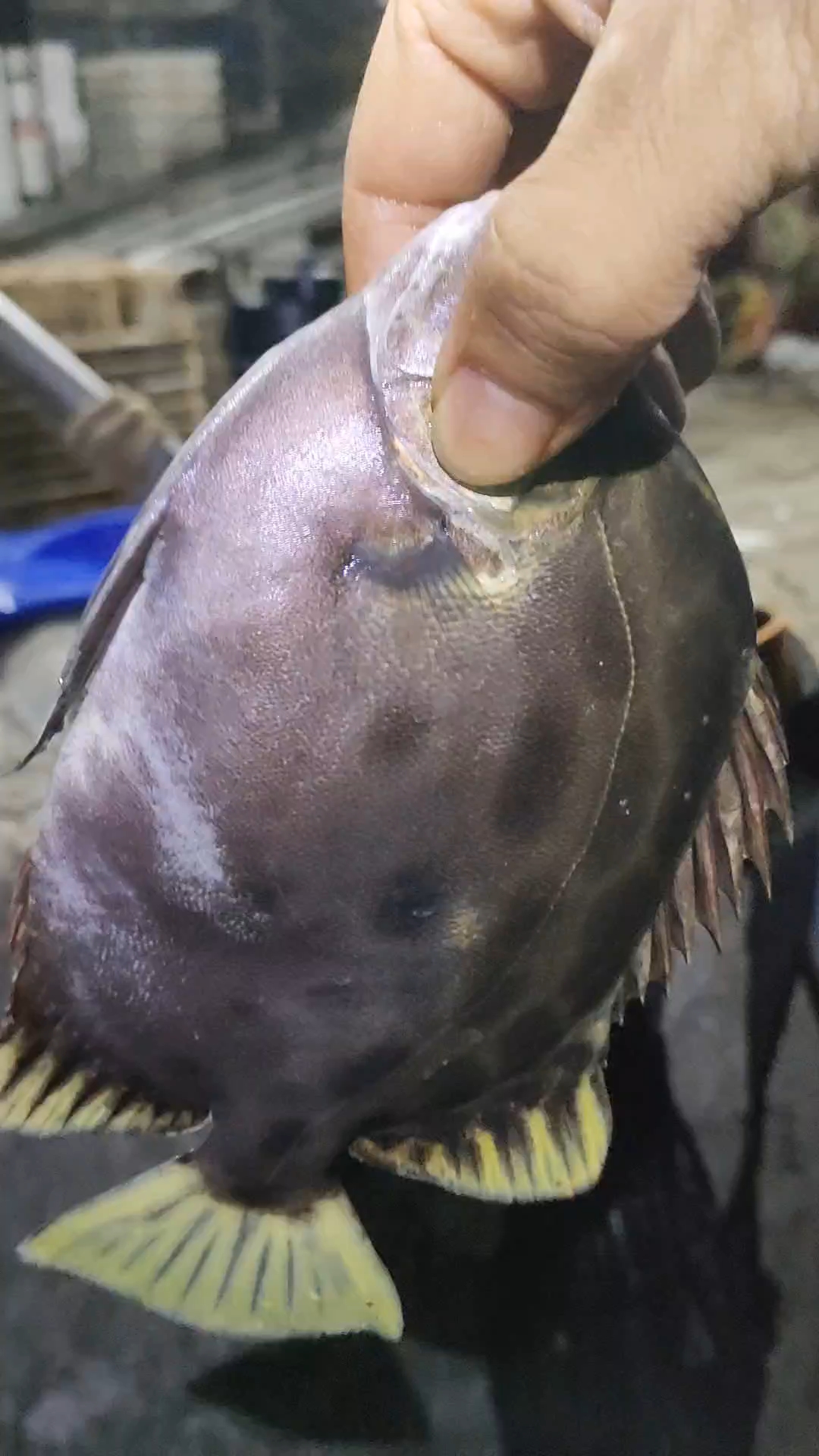 介绍一下,金鼓鱼。